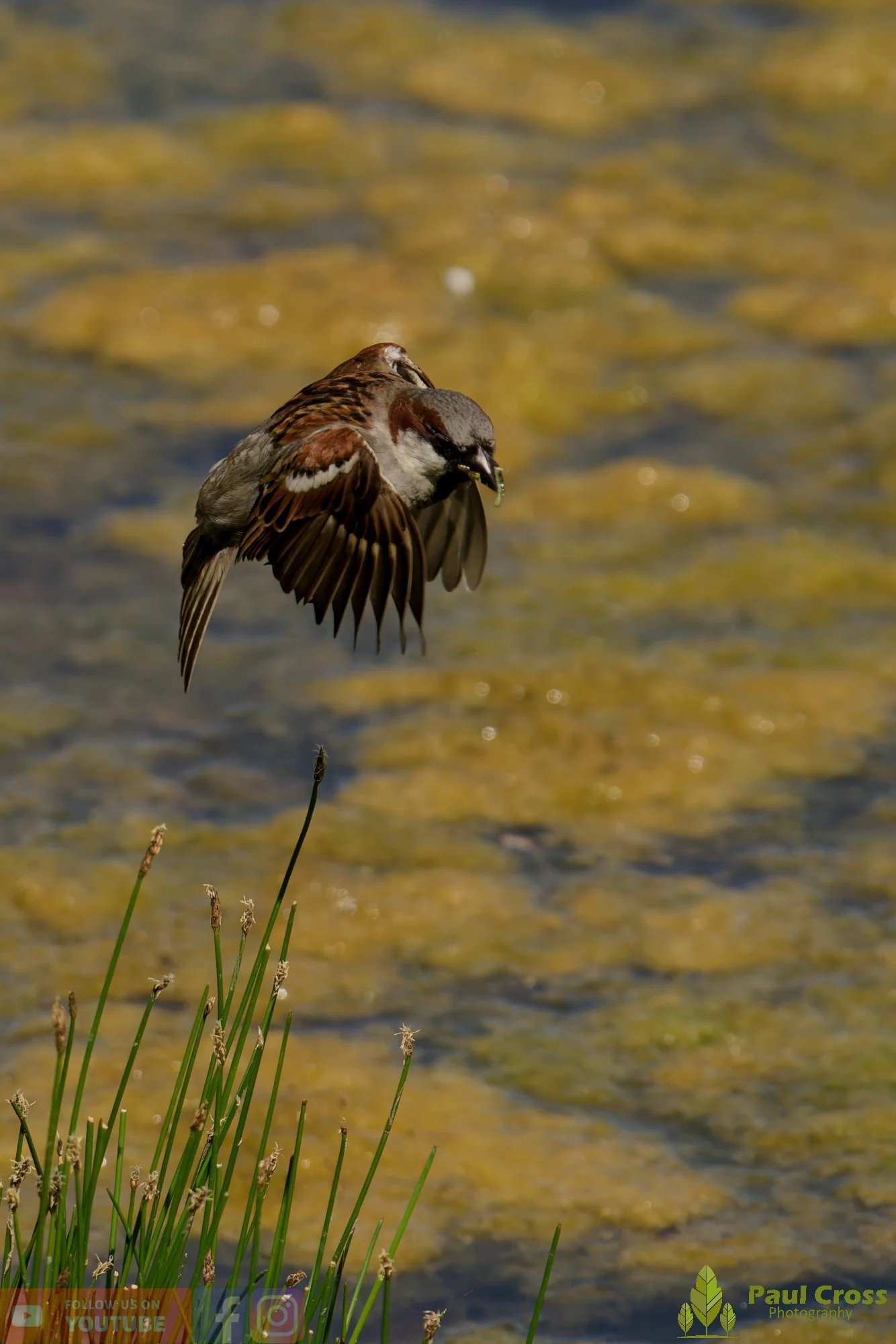 Sparrow-00128.jpg
