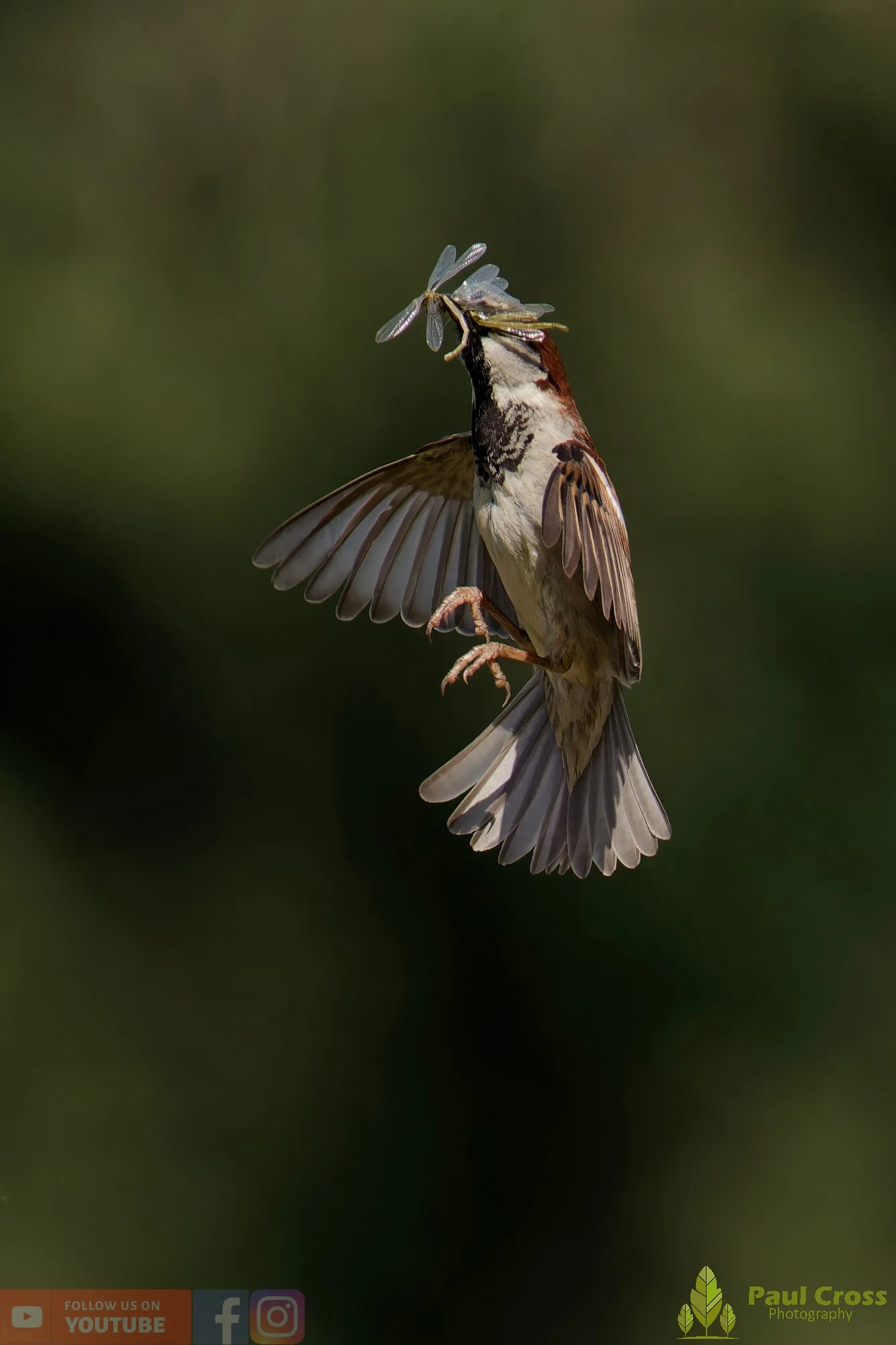 Sparrow-00129.jpg