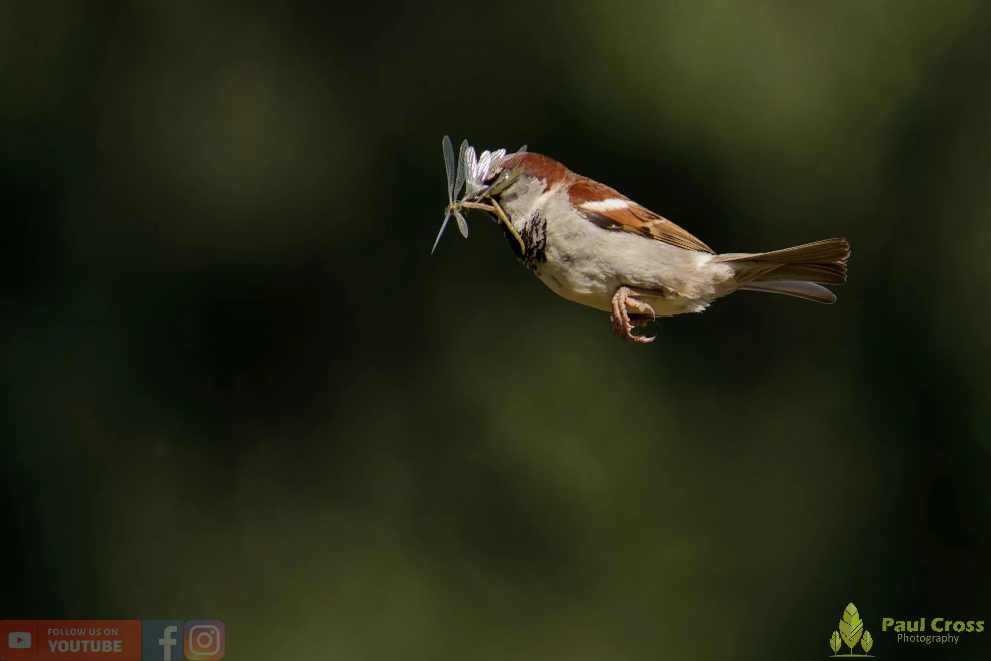 Sparrow-00130.jpg