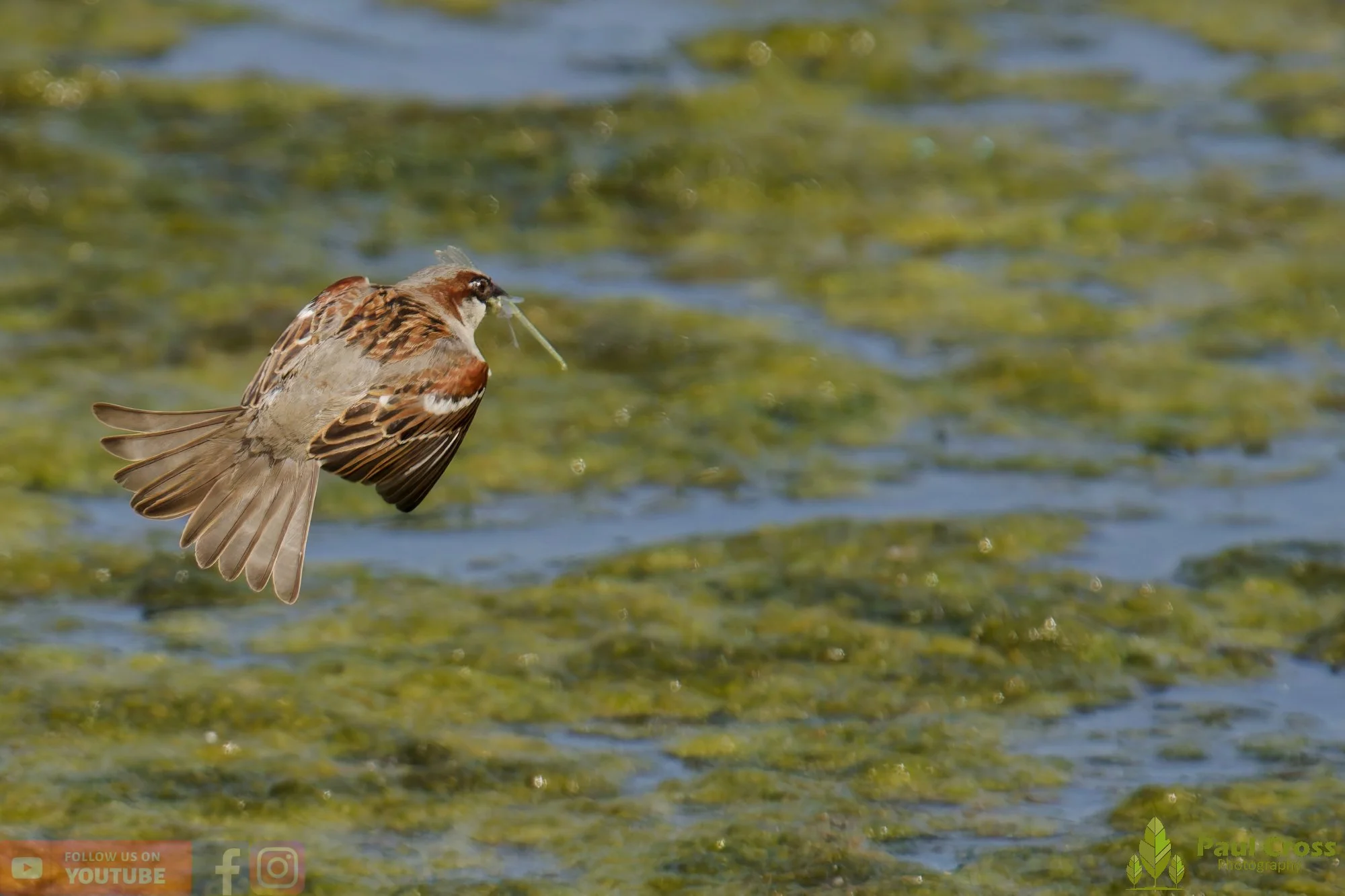 Sparrow-00131.jpg