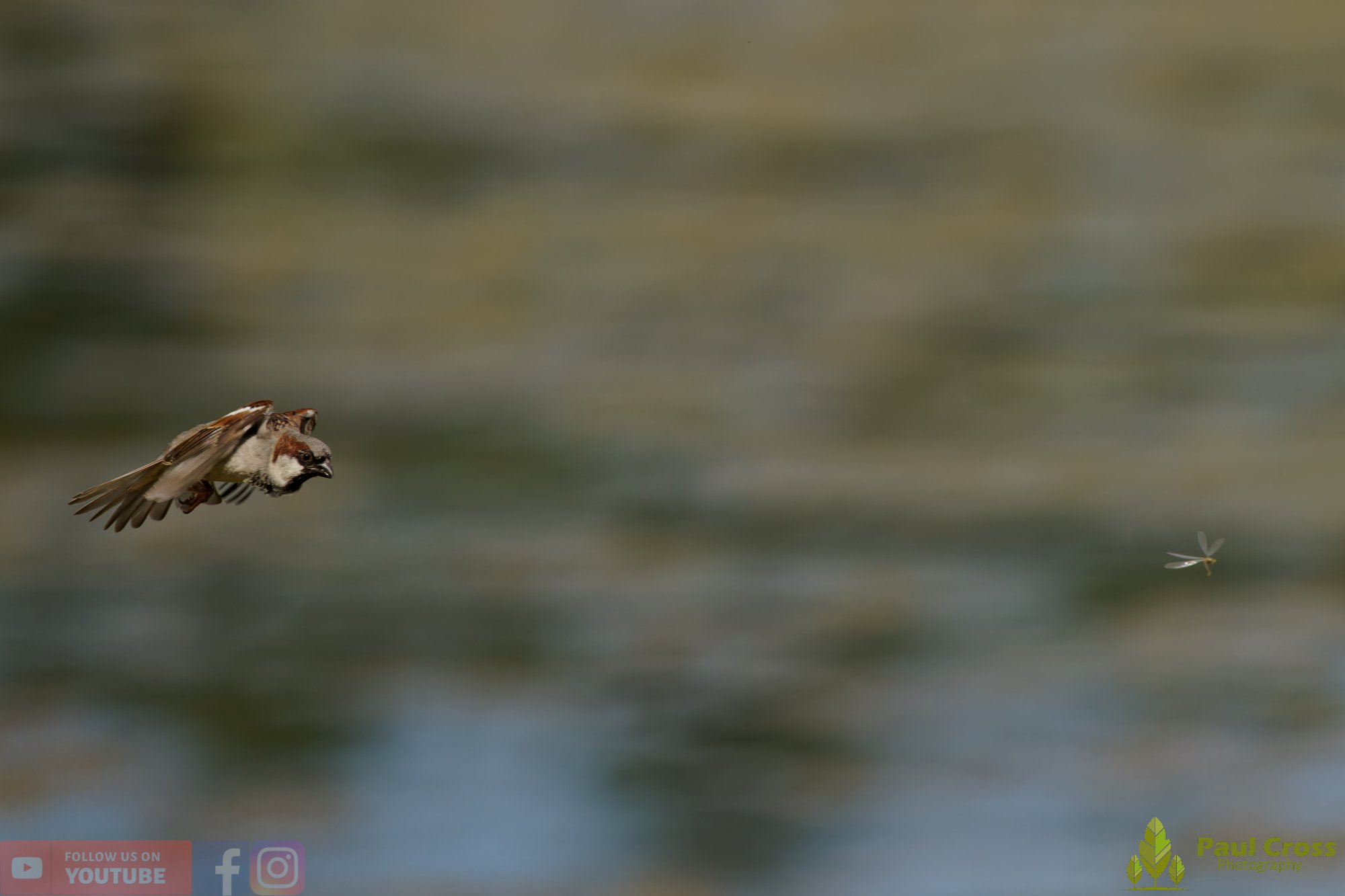 Sparrow-00132.jpg