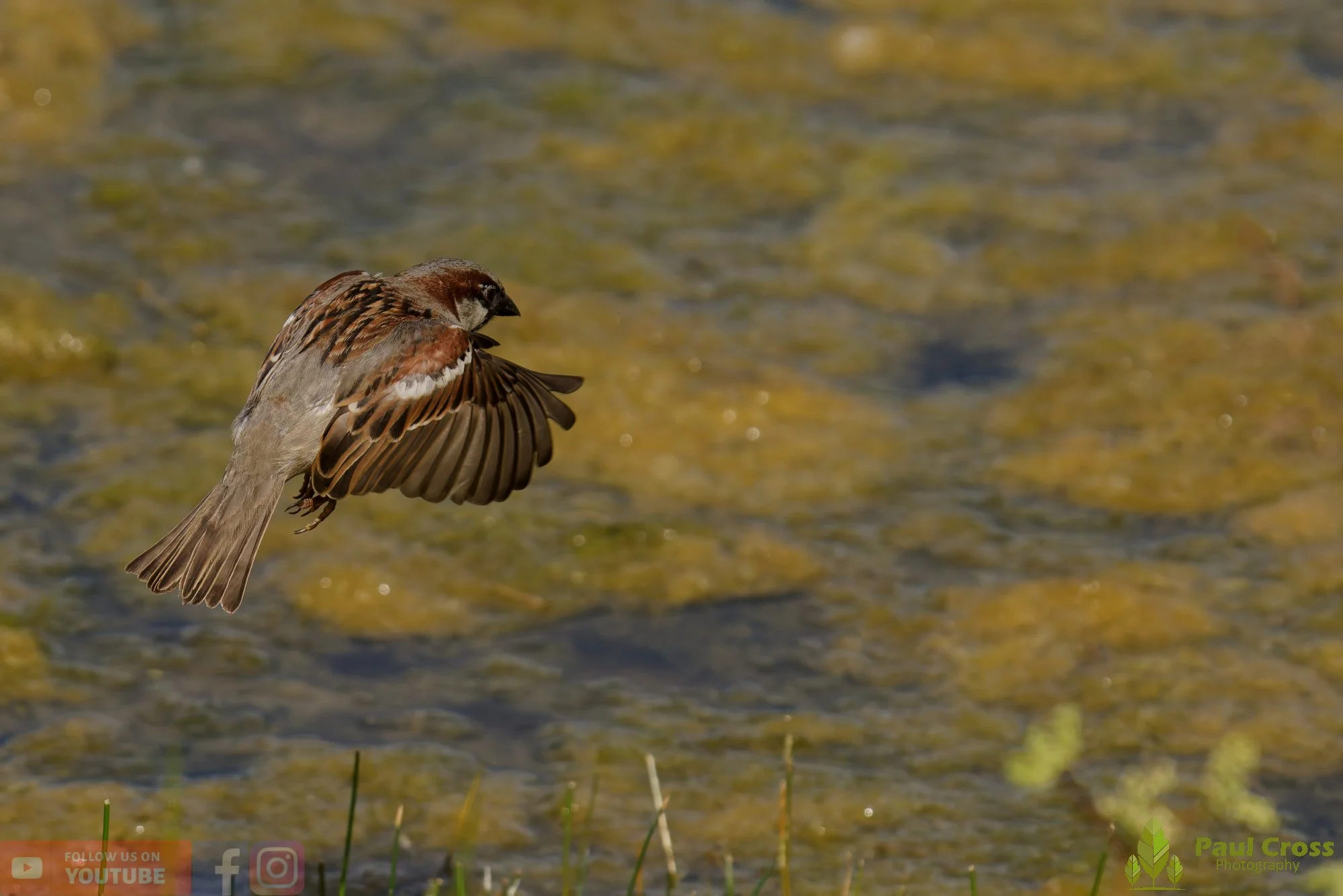 Sparrow-00133.jpg