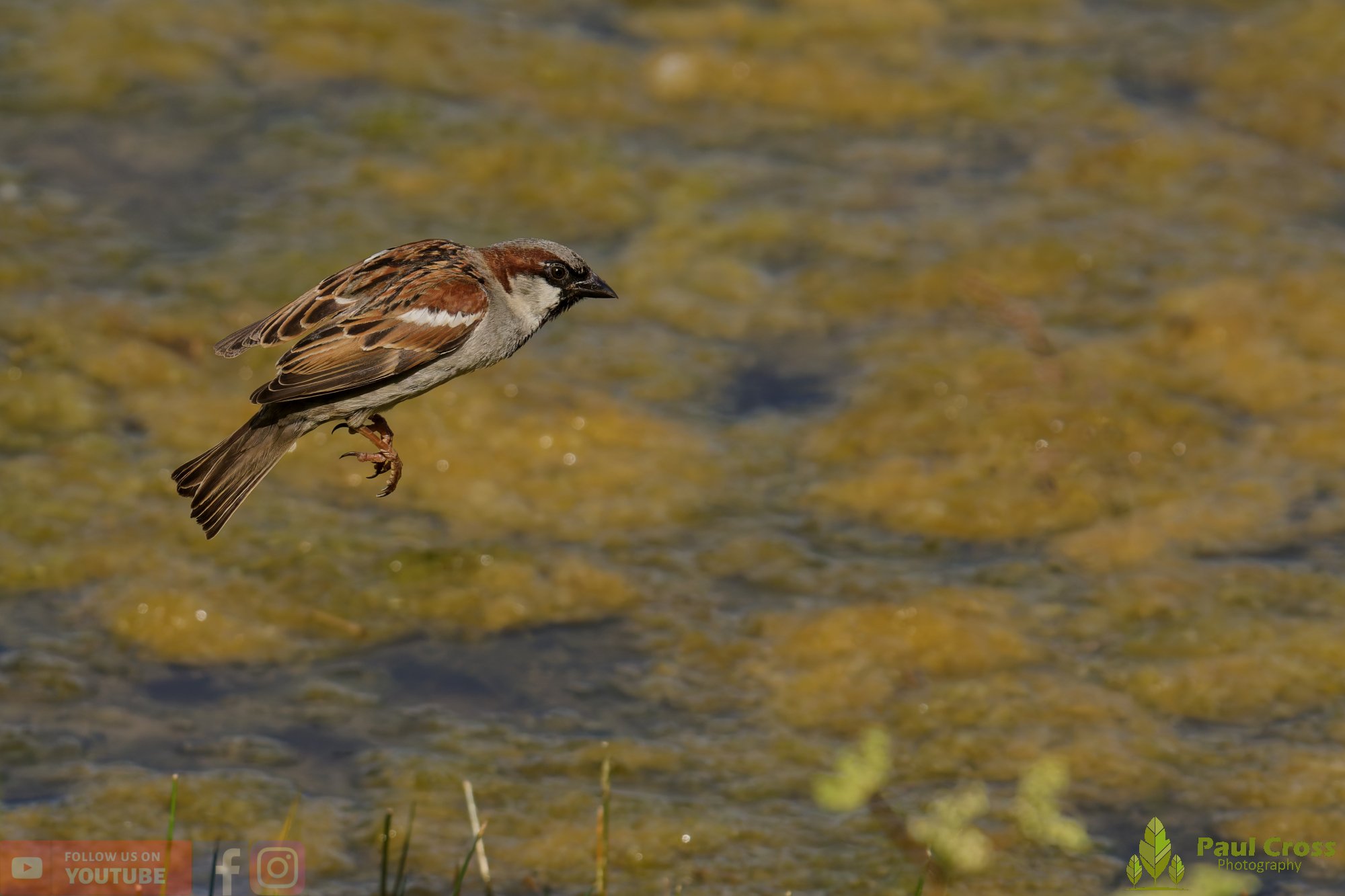 Sparrow-00134.jpg