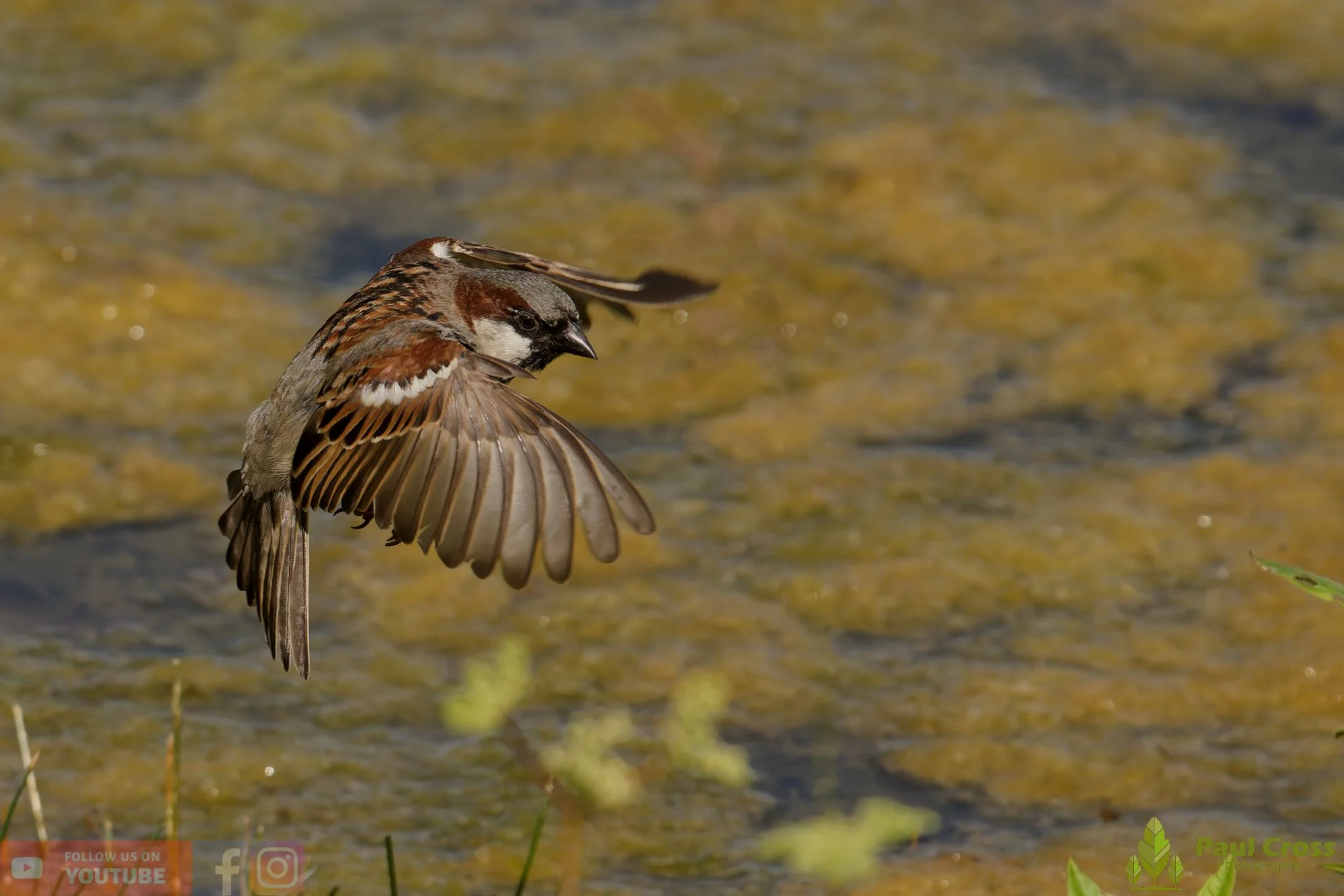 Sparrow-00135.jpg