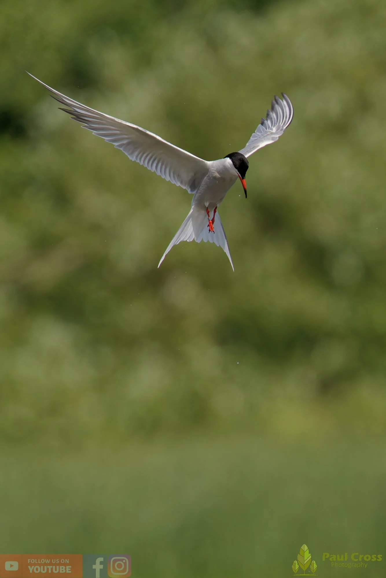 Common Tern-02189.jpg