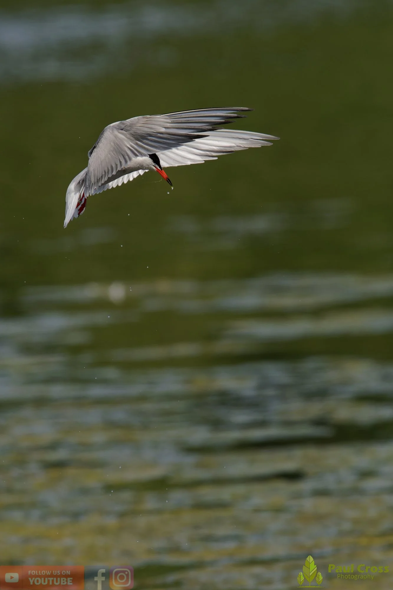 Common Tern-02188.jpg