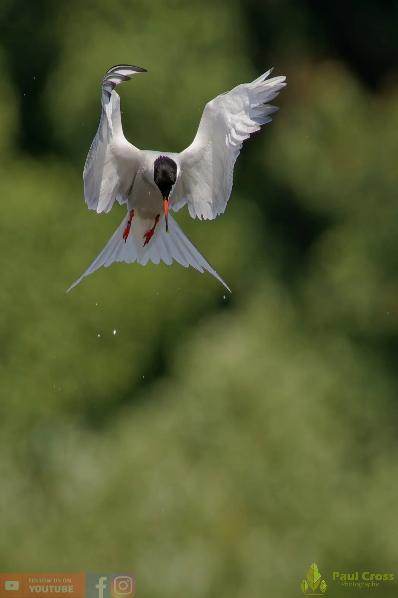 Common Tern-02190.jpg