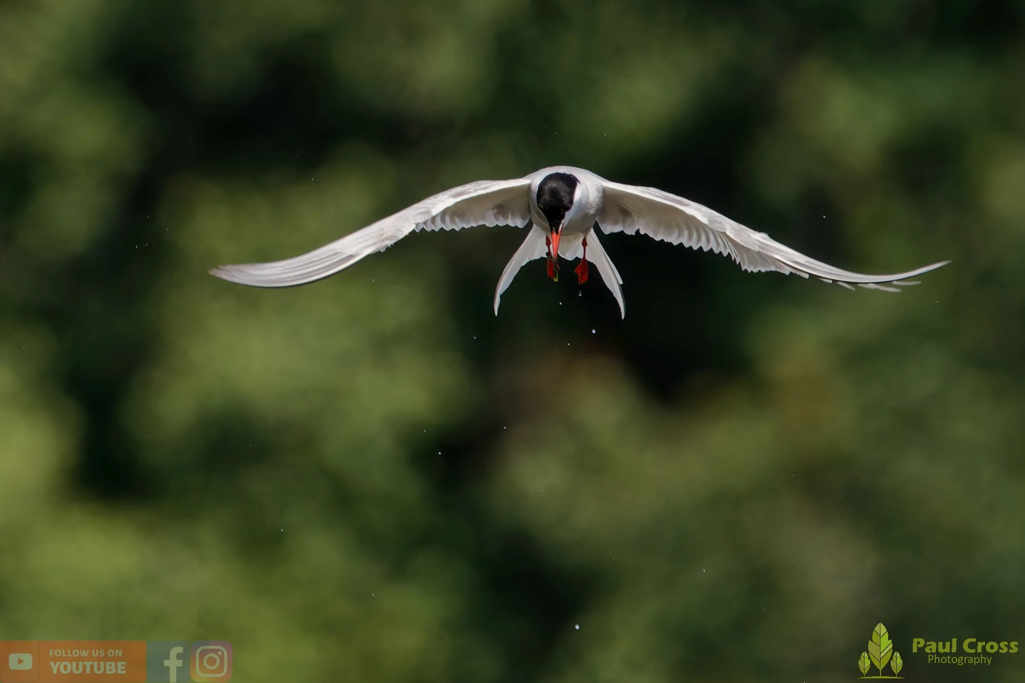 Common Tern-02191.jpg