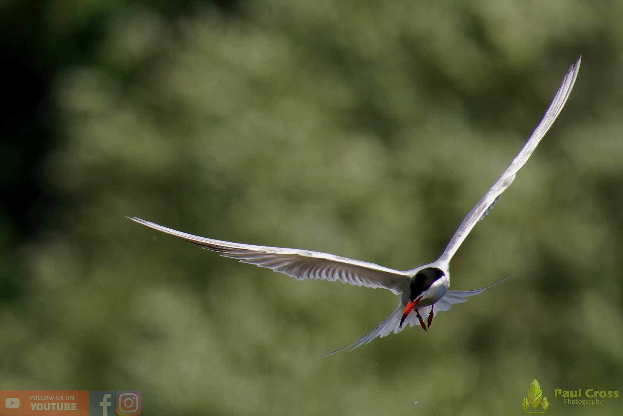 Common Tern-02192.jpg