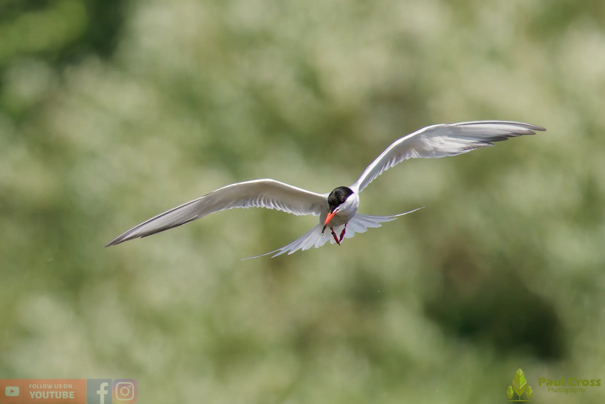 Common Tern-02193.jpg