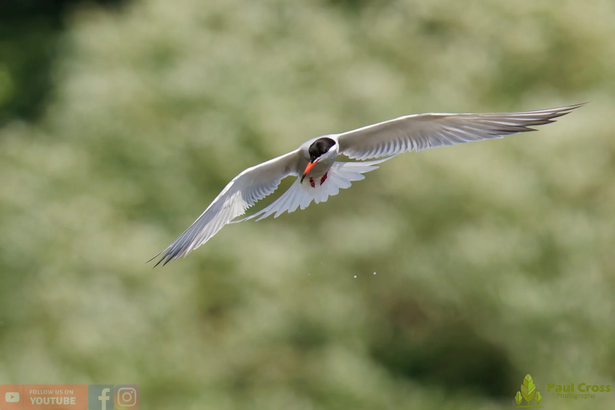 Common Tern-02194.jpg