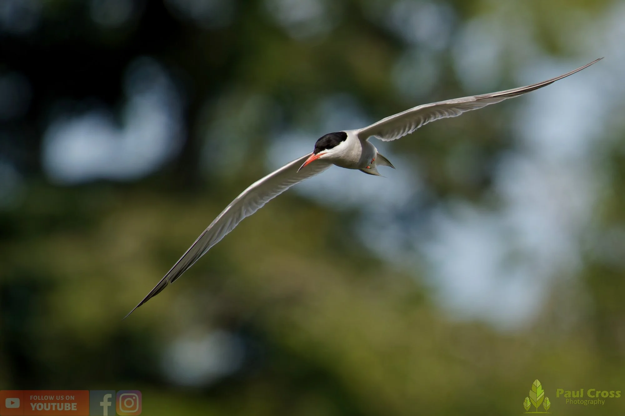 Common Tern-02200.jpg