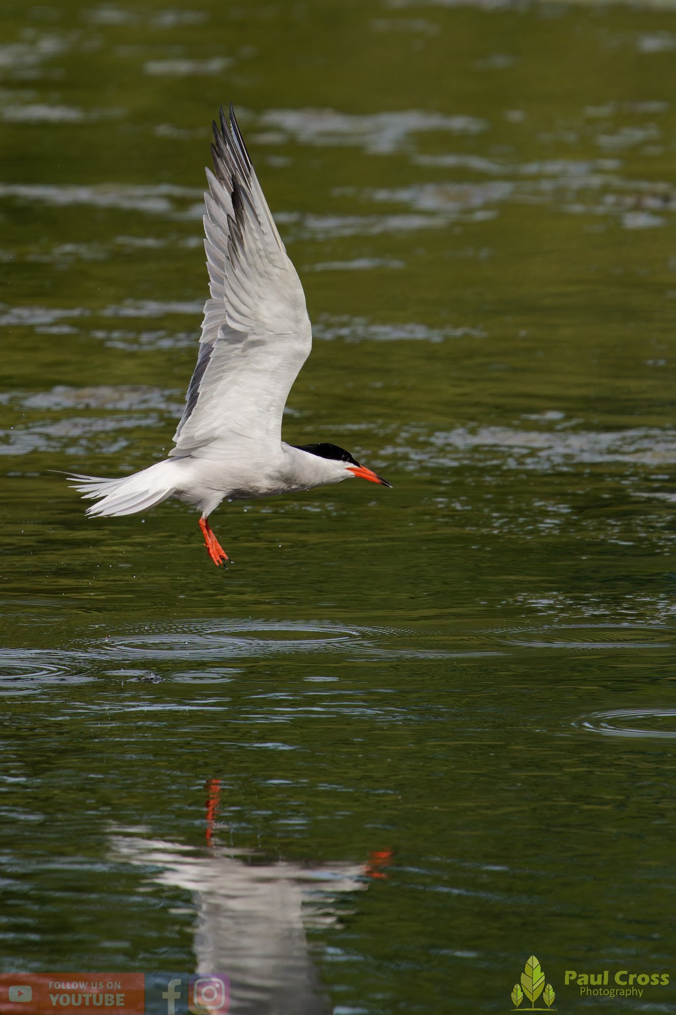 Common Tern-02201.jpg