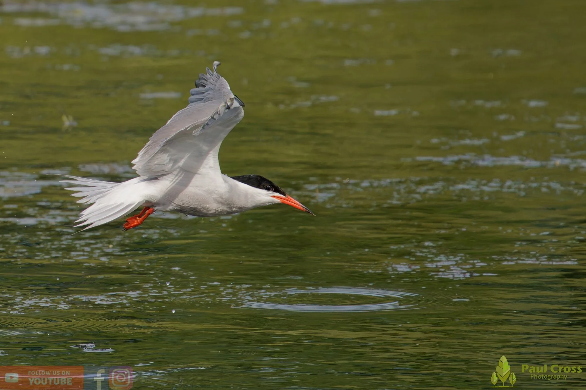 Common Tern-02202.jpg