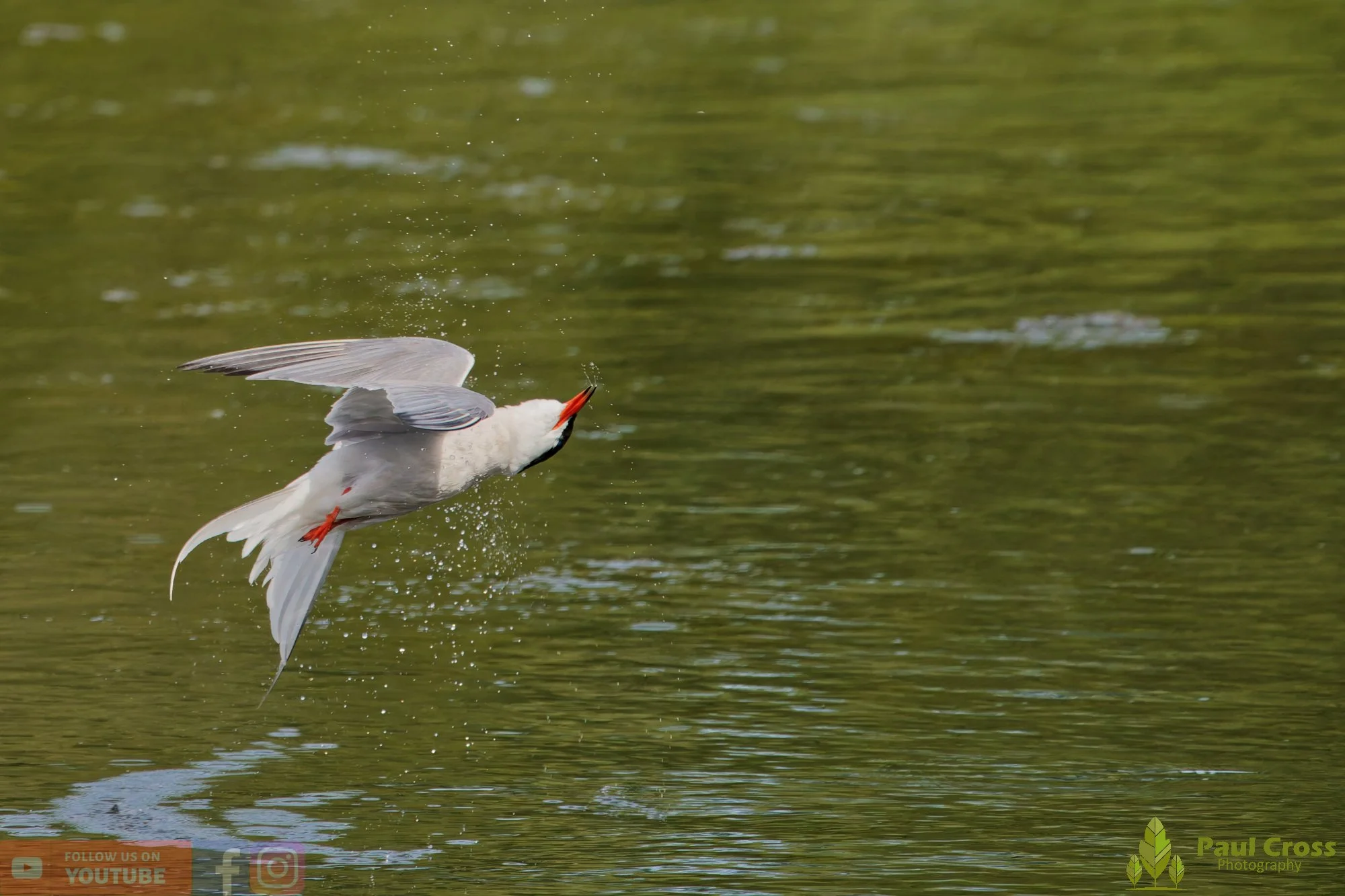 Common Tern-02203.jpg