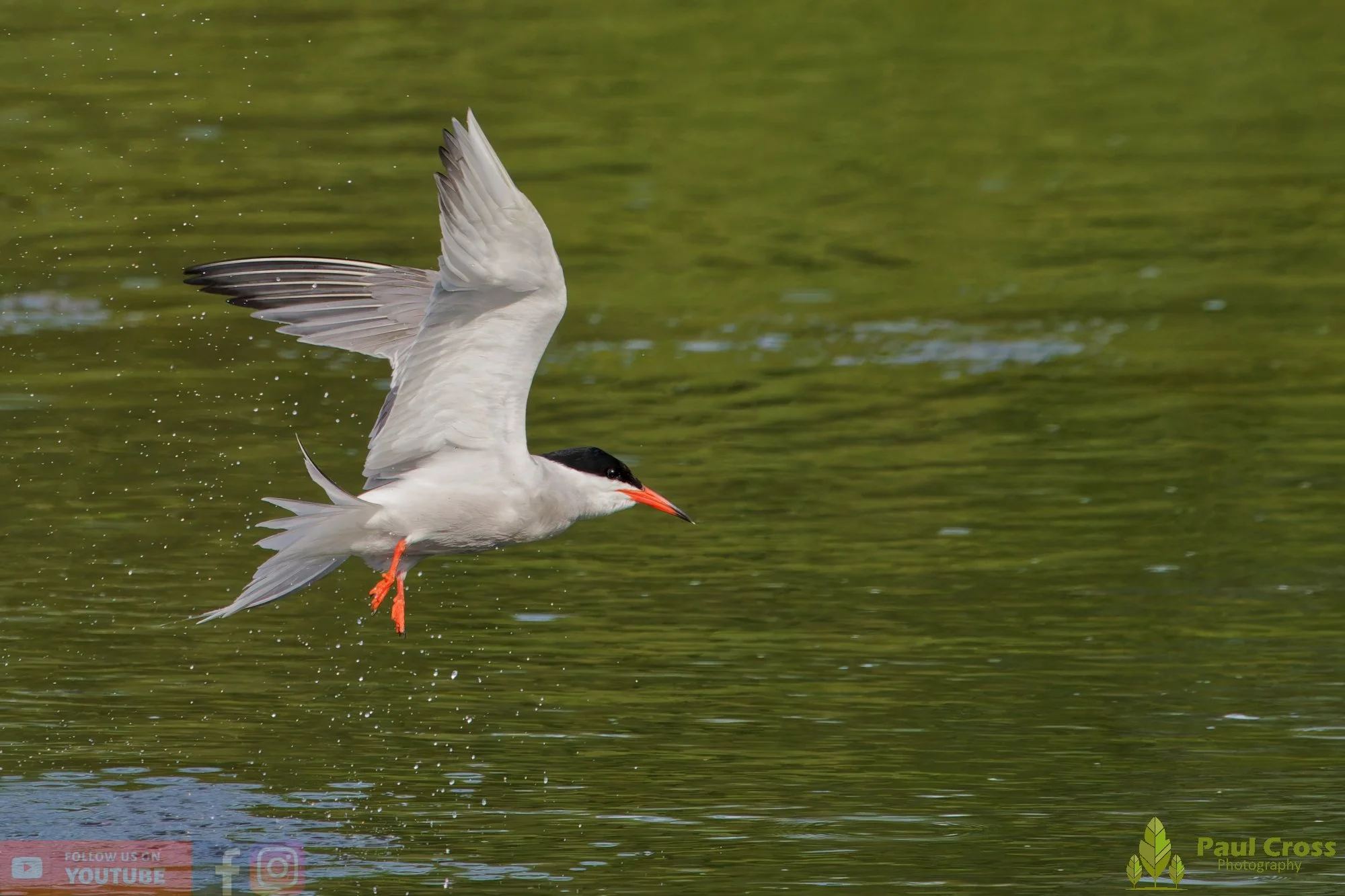 Common Tern-02204.jpg