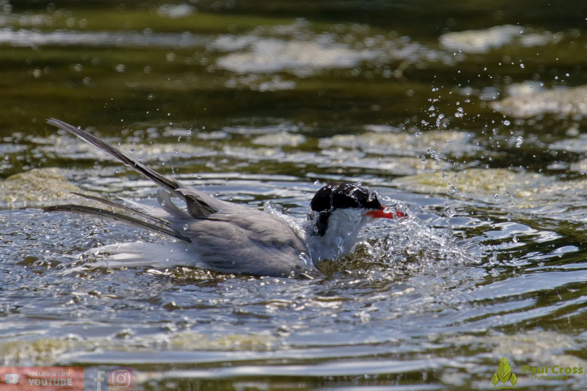 Common Tern-02173.jpg