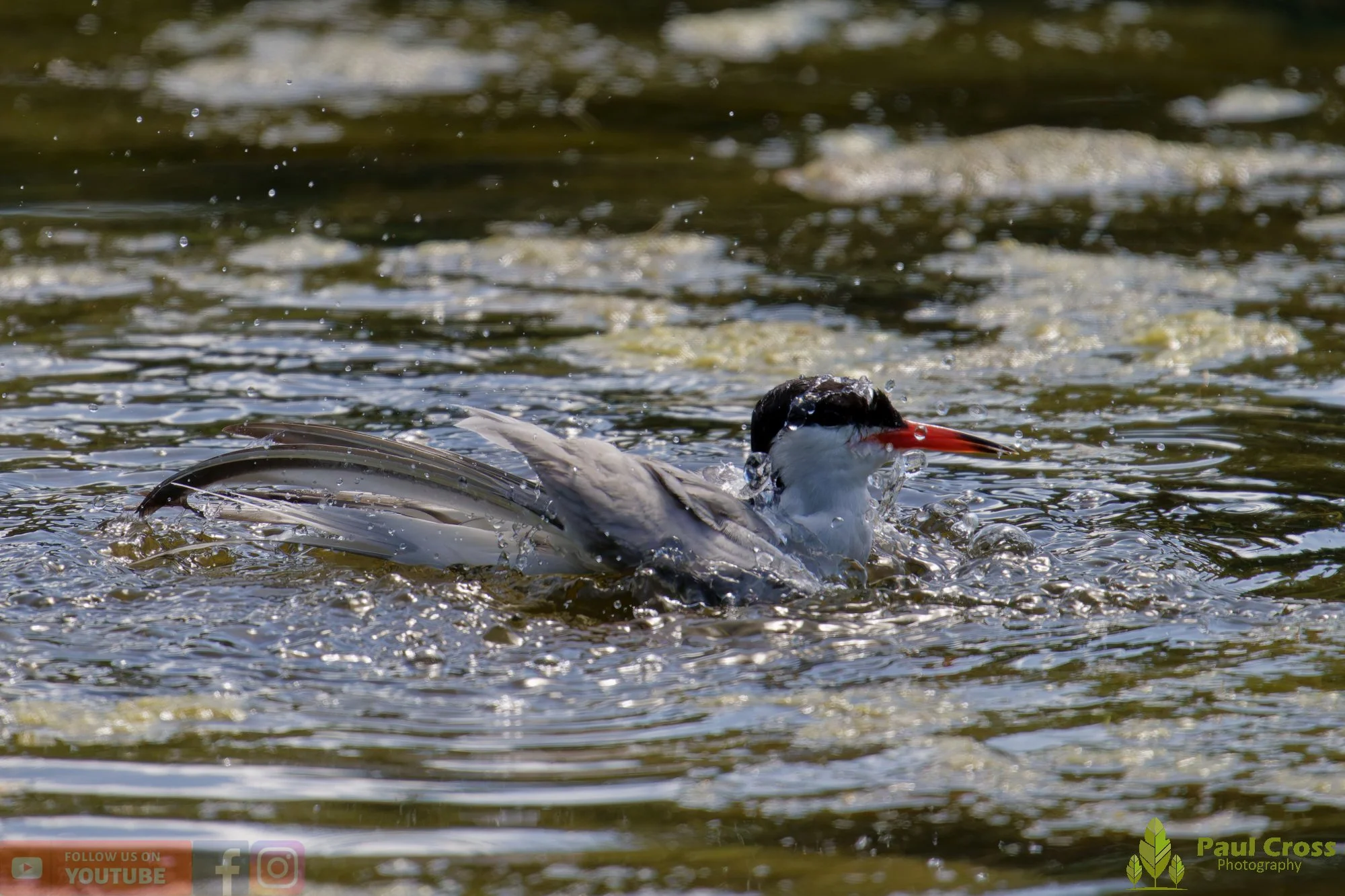 Common Tern-02174.jpg