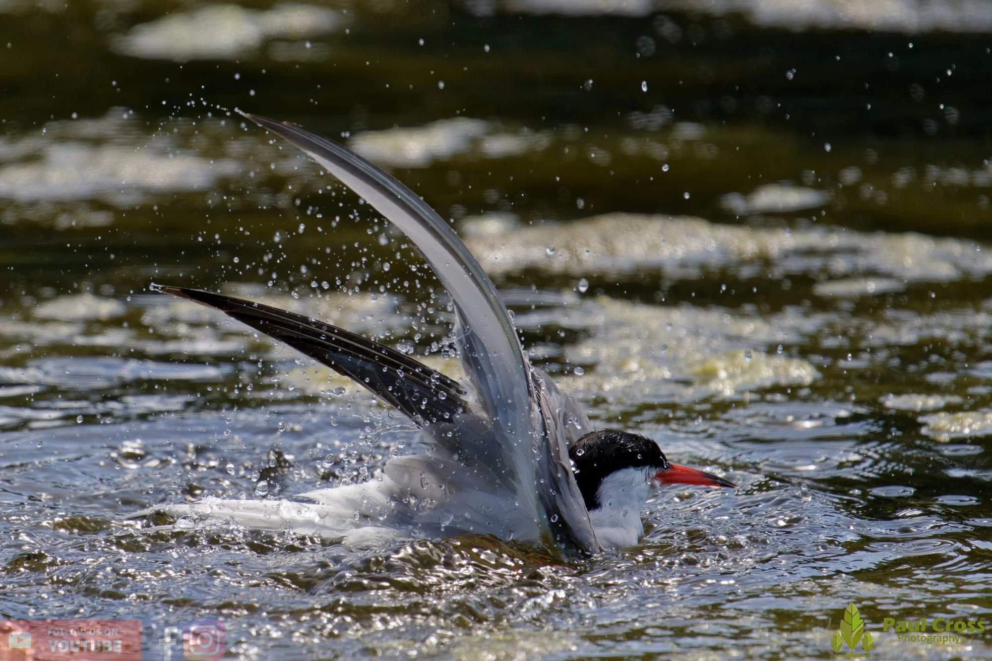 Common Tern-02175.jpg