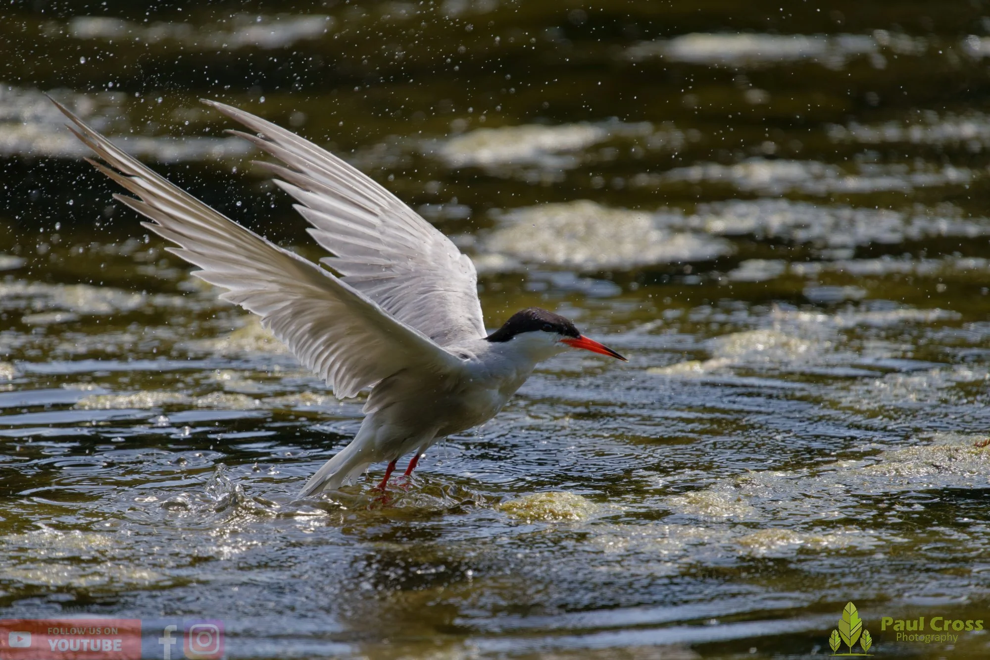 Common Tern-02176.jpg
