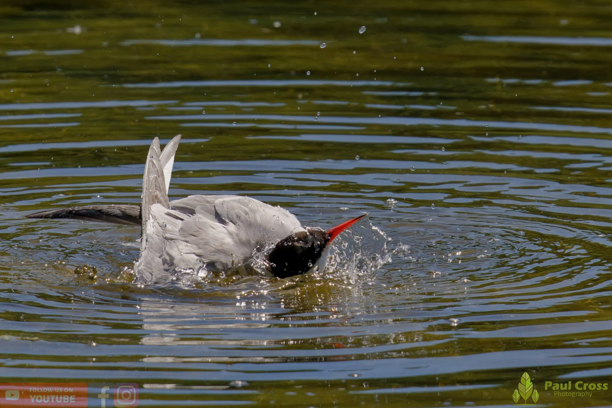 Common Tern-02177.jpg