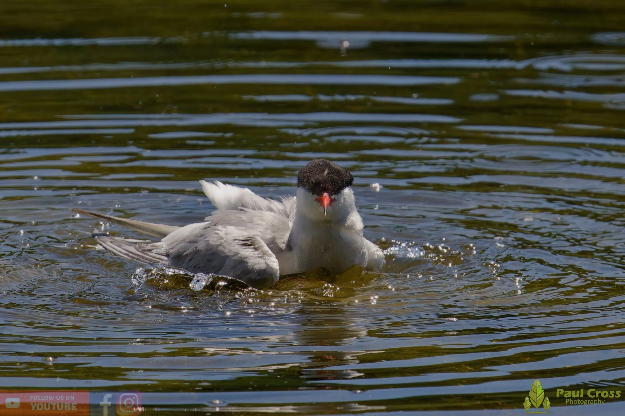 Common Tern-02178.jpg