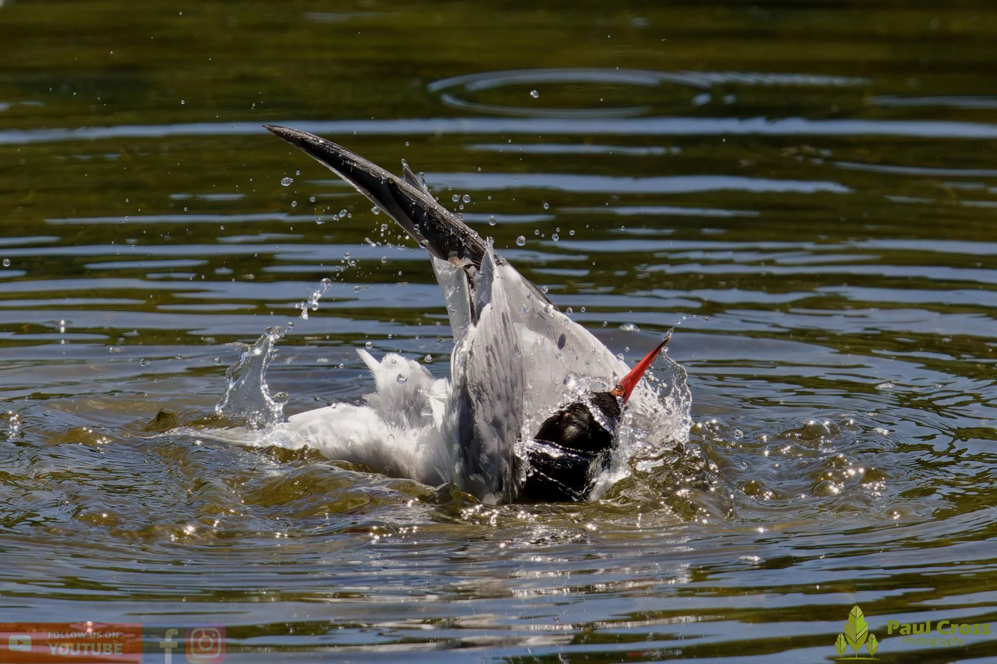Common Tern-02179.jpg