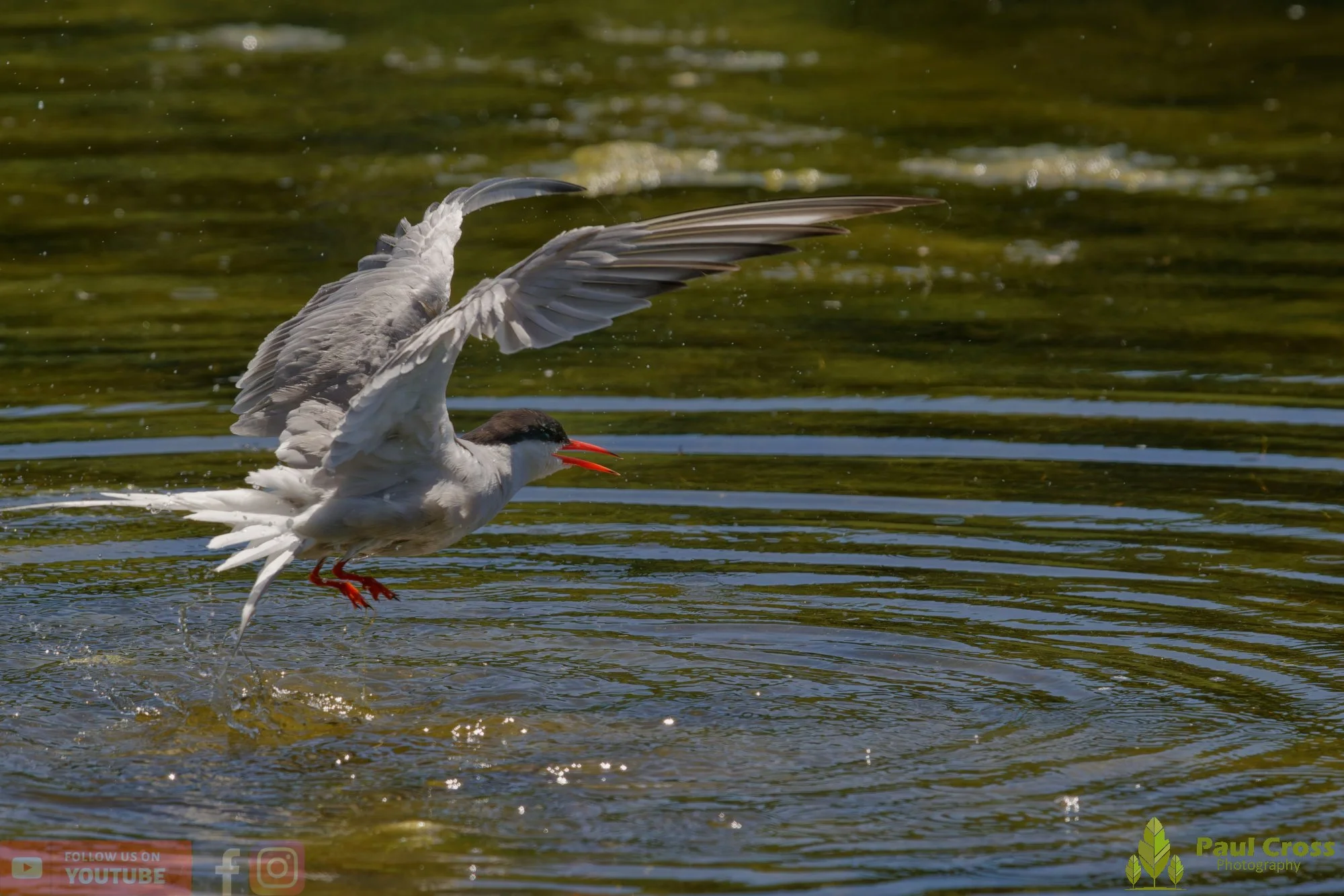 Common Tern-02180.jpg