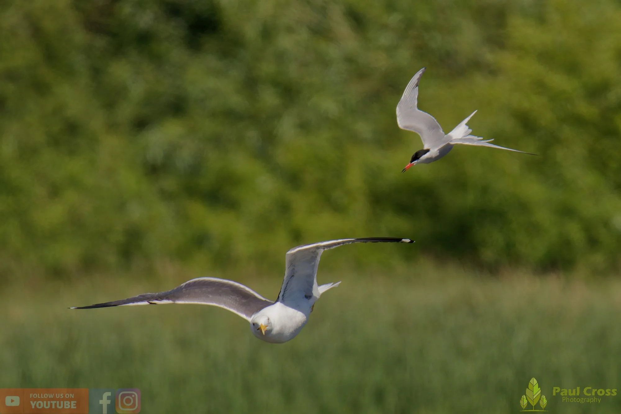 Common Tern-02182.jpg