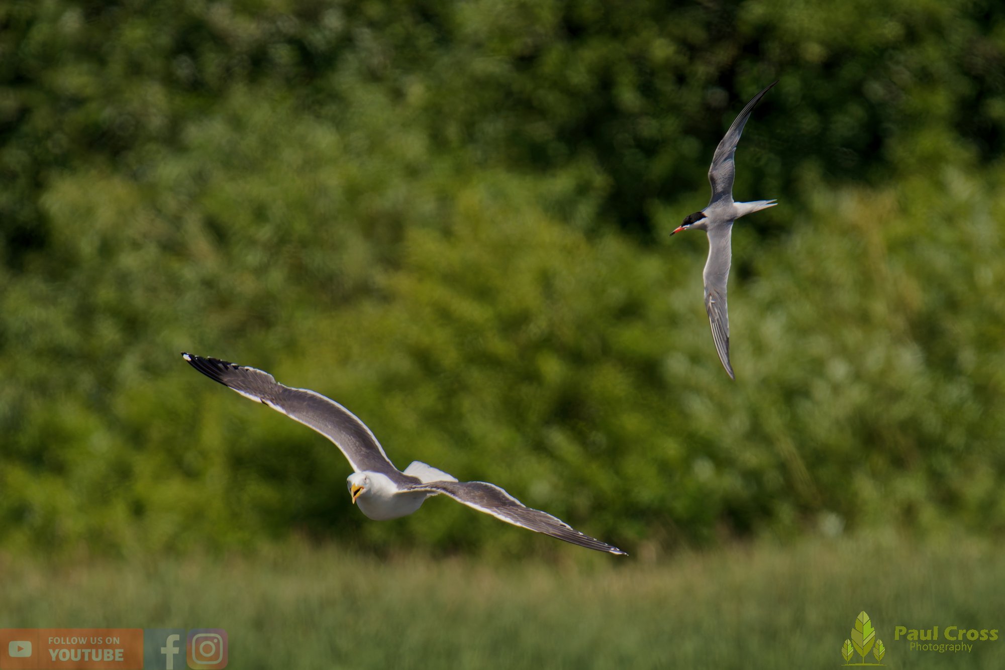 Common Tern-02181.jpg