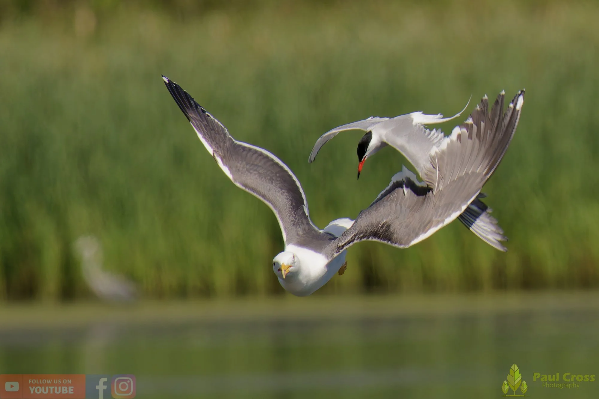 Common Tern-02183.jpg