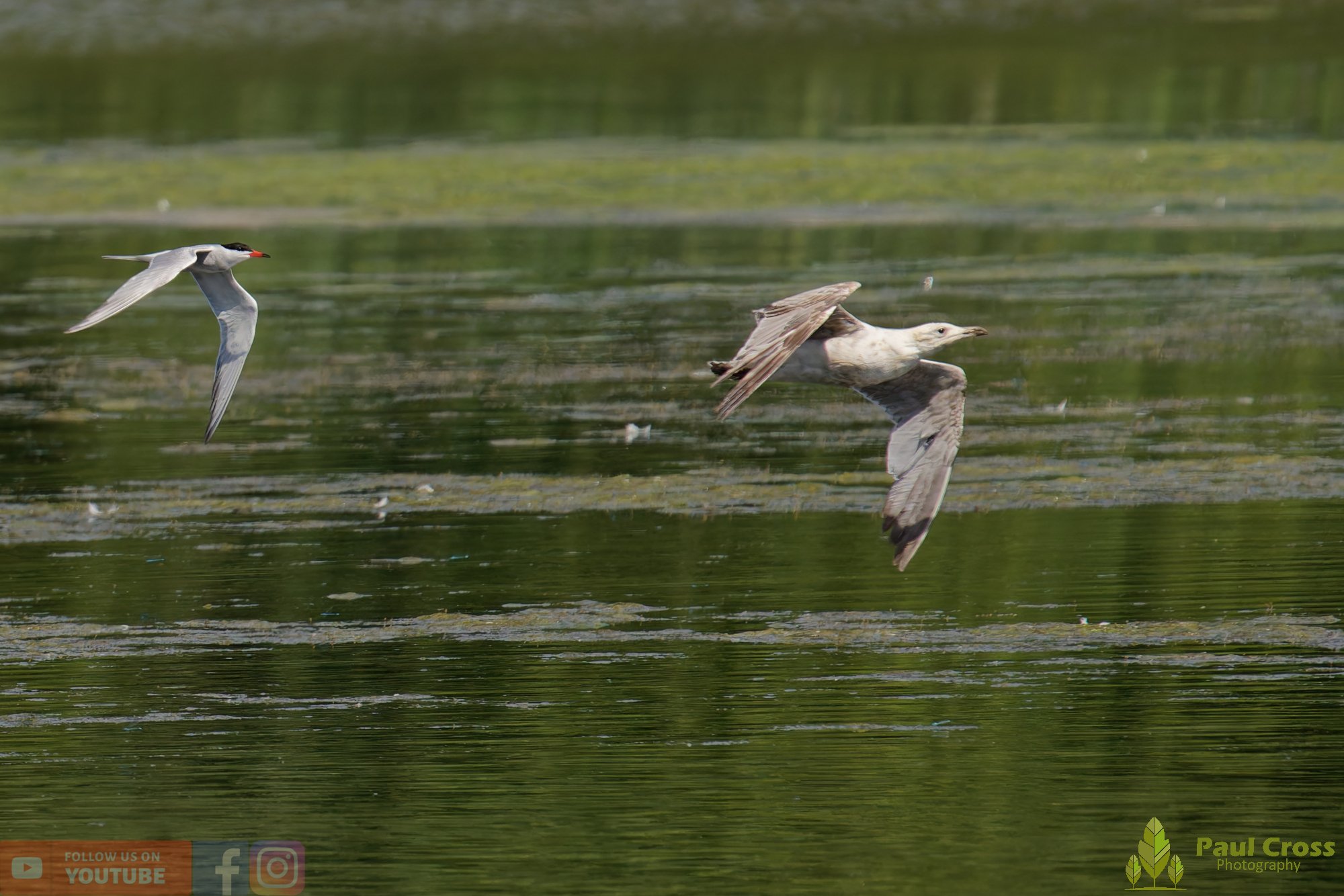 Common Tern-02184.jpg