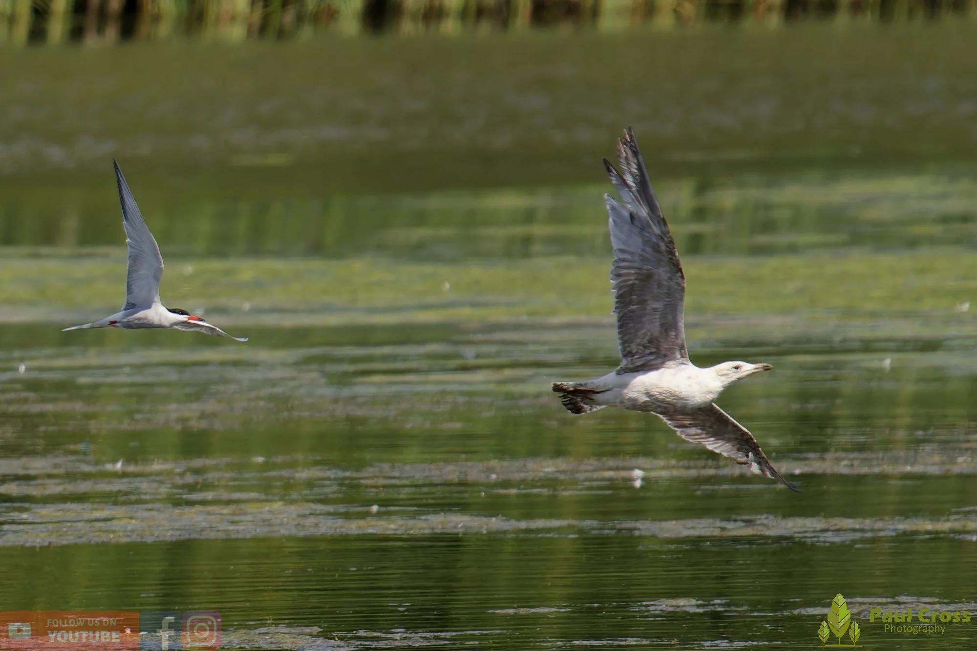 Common Tern-02185.jpg