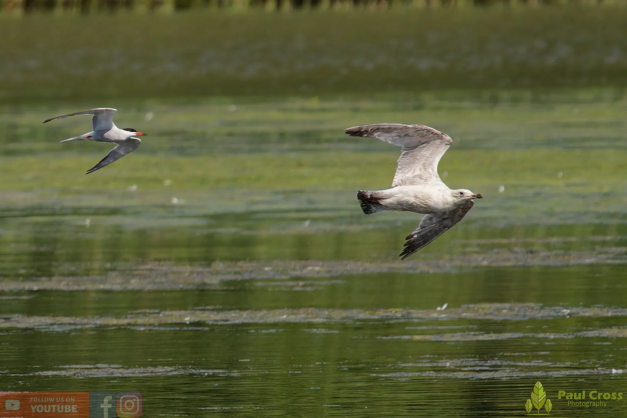 Common Tern-02186.jpg
