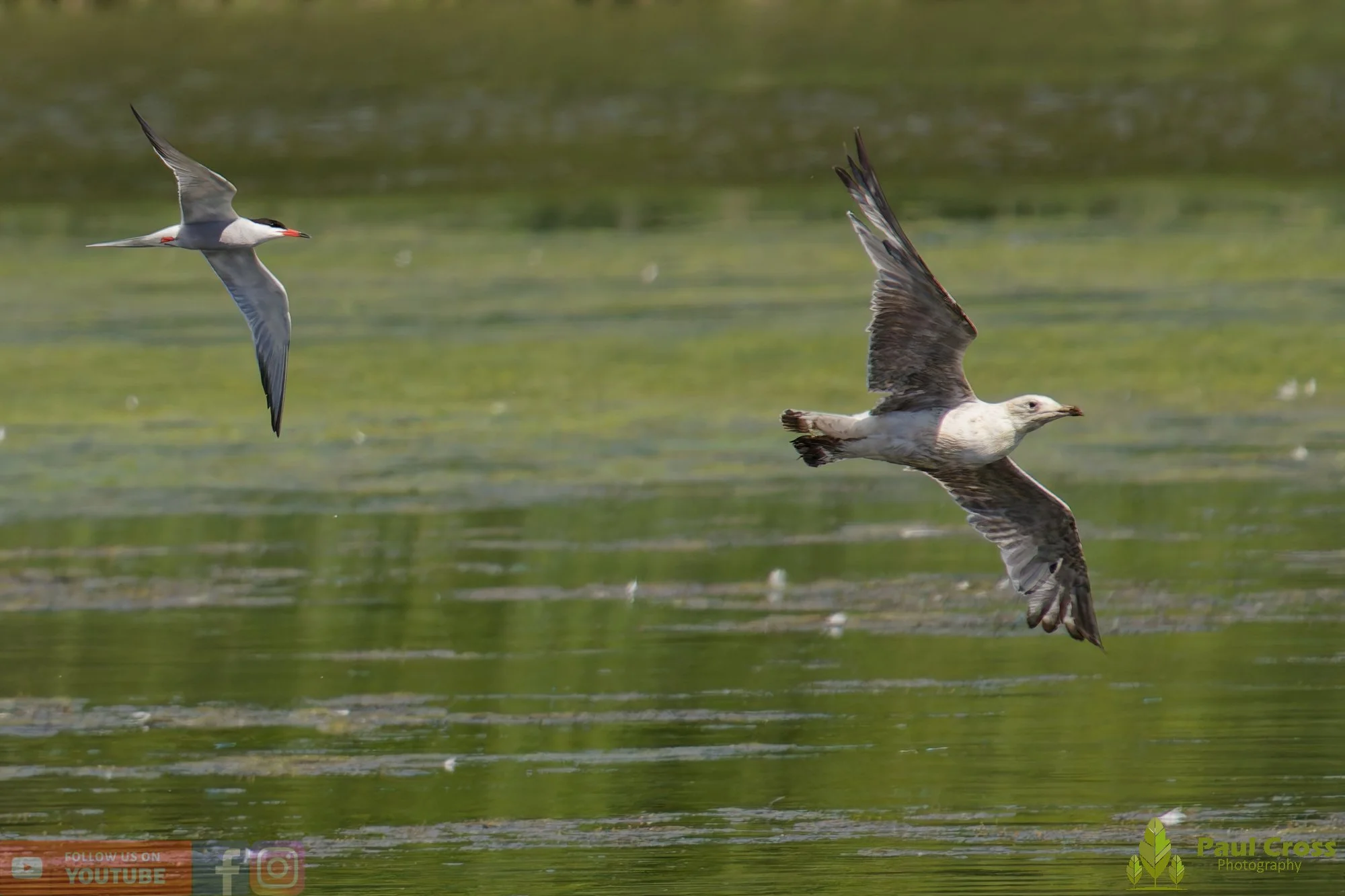 Common Tern-02187.jpg