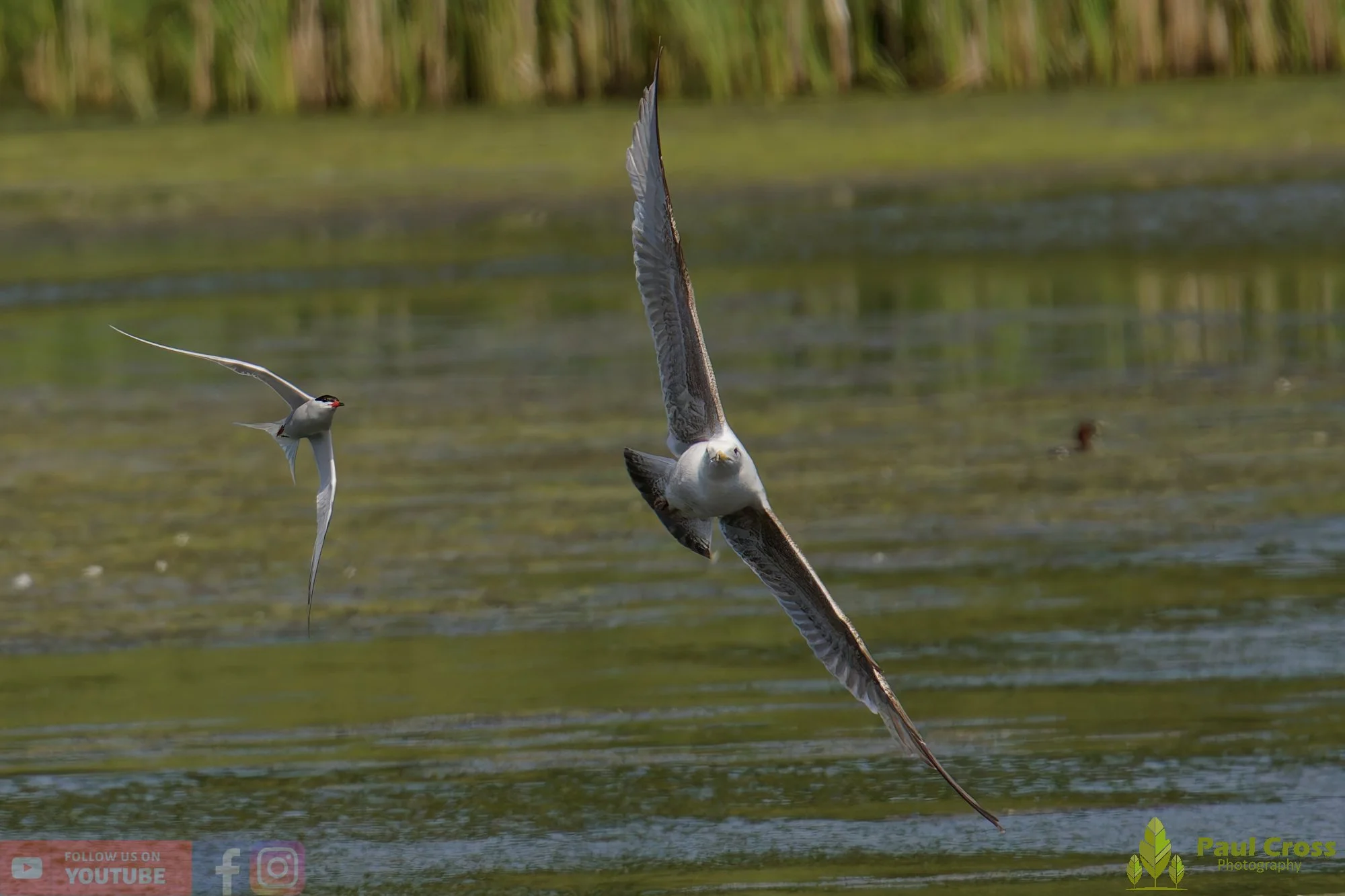 Common Tern-02195.jpg