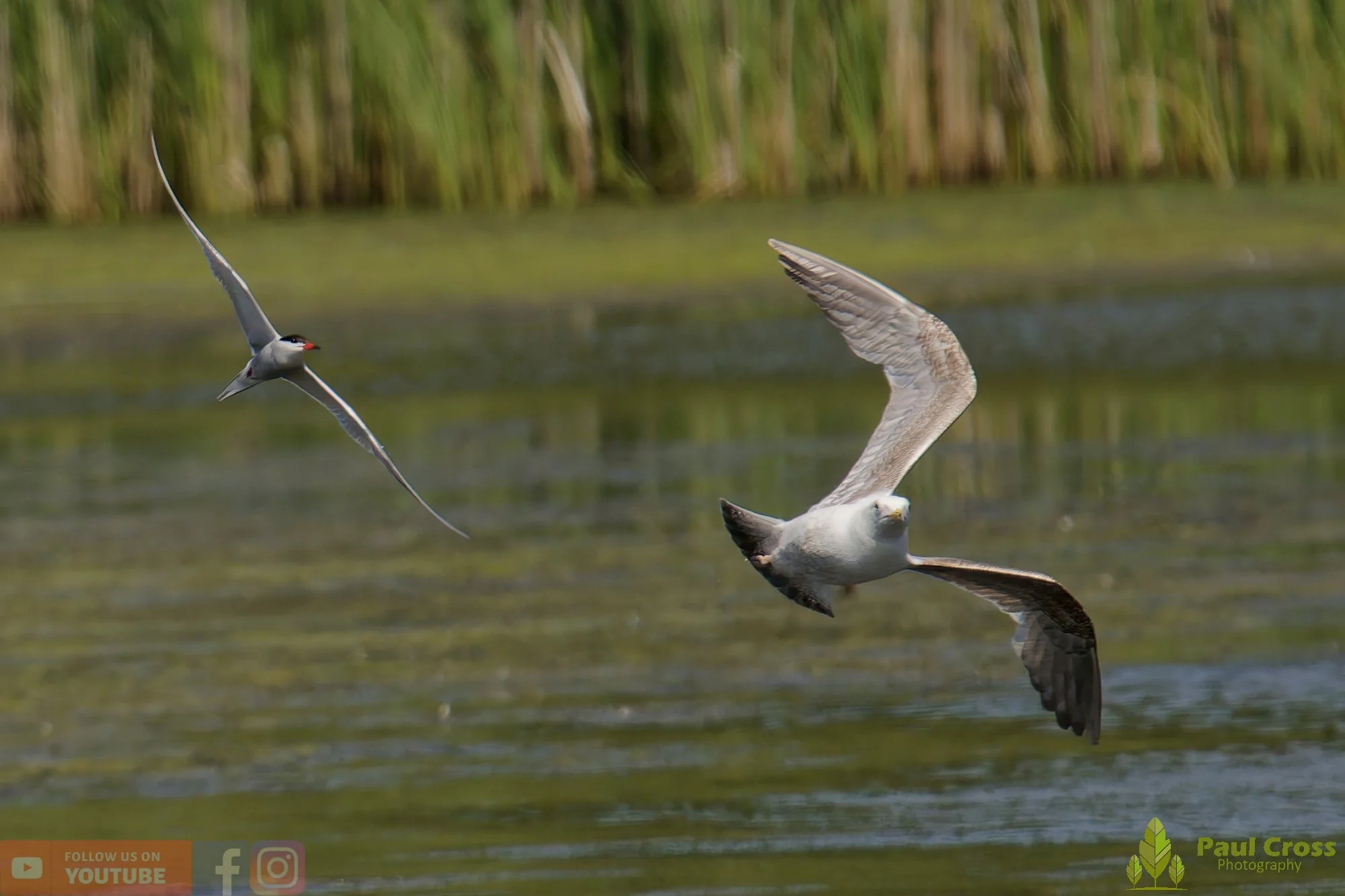 Common Tern-02196.jpg