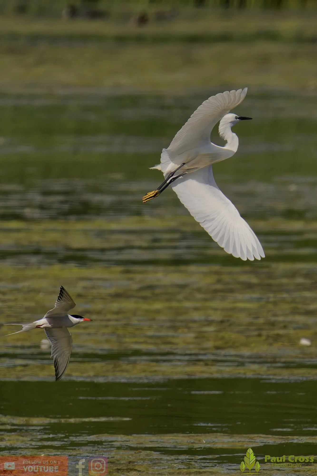Common Tern-02197.jpg