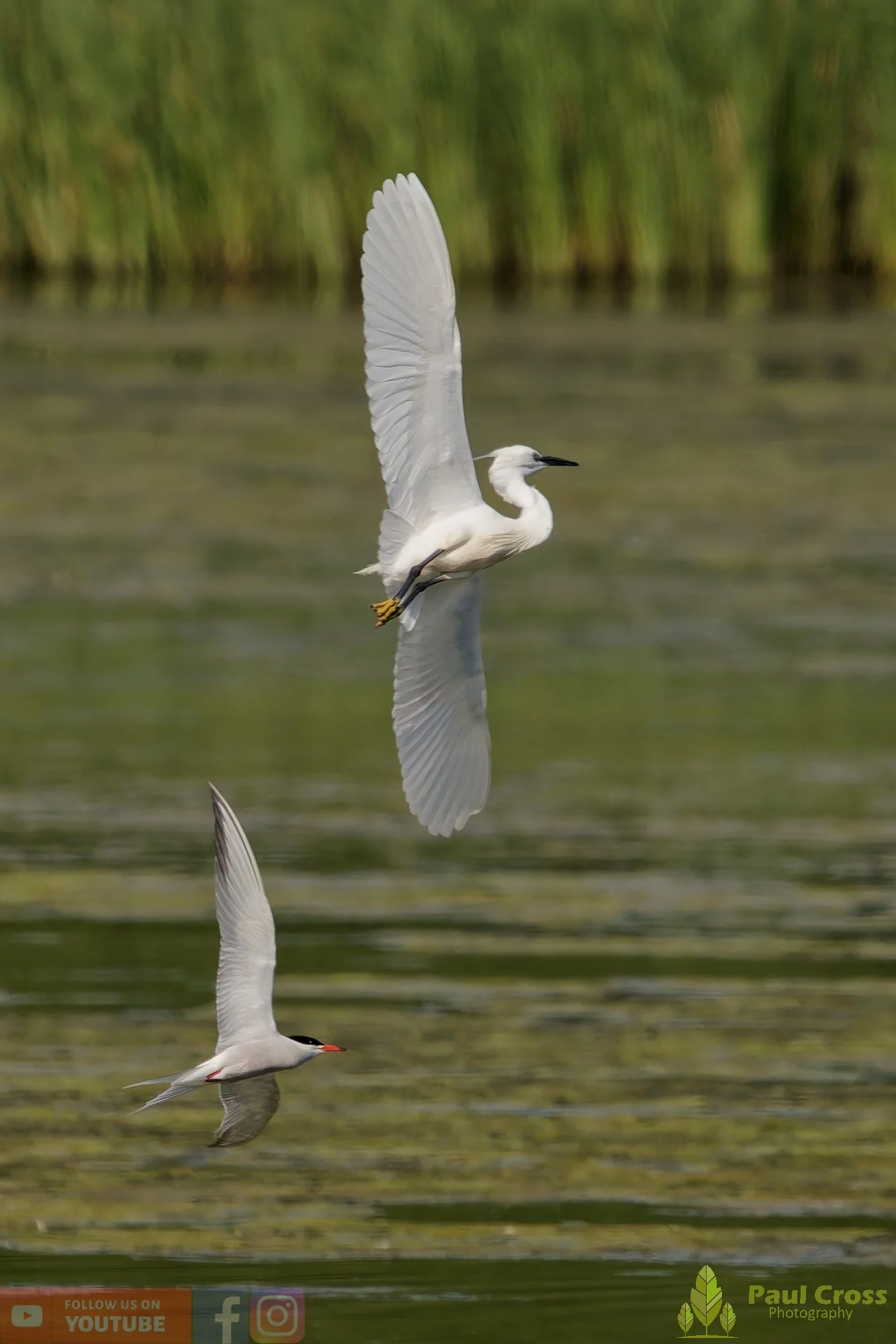 Common Tern-02198.jpg