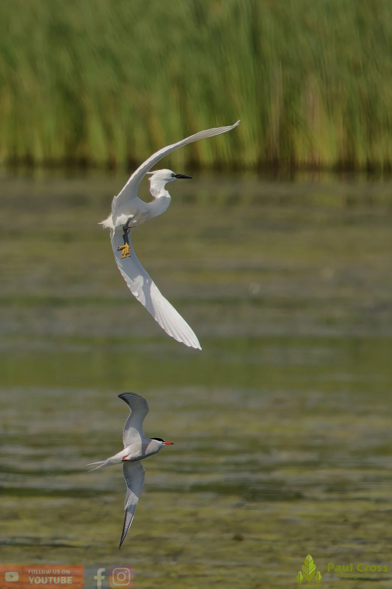 Common Tern-02199.jpg