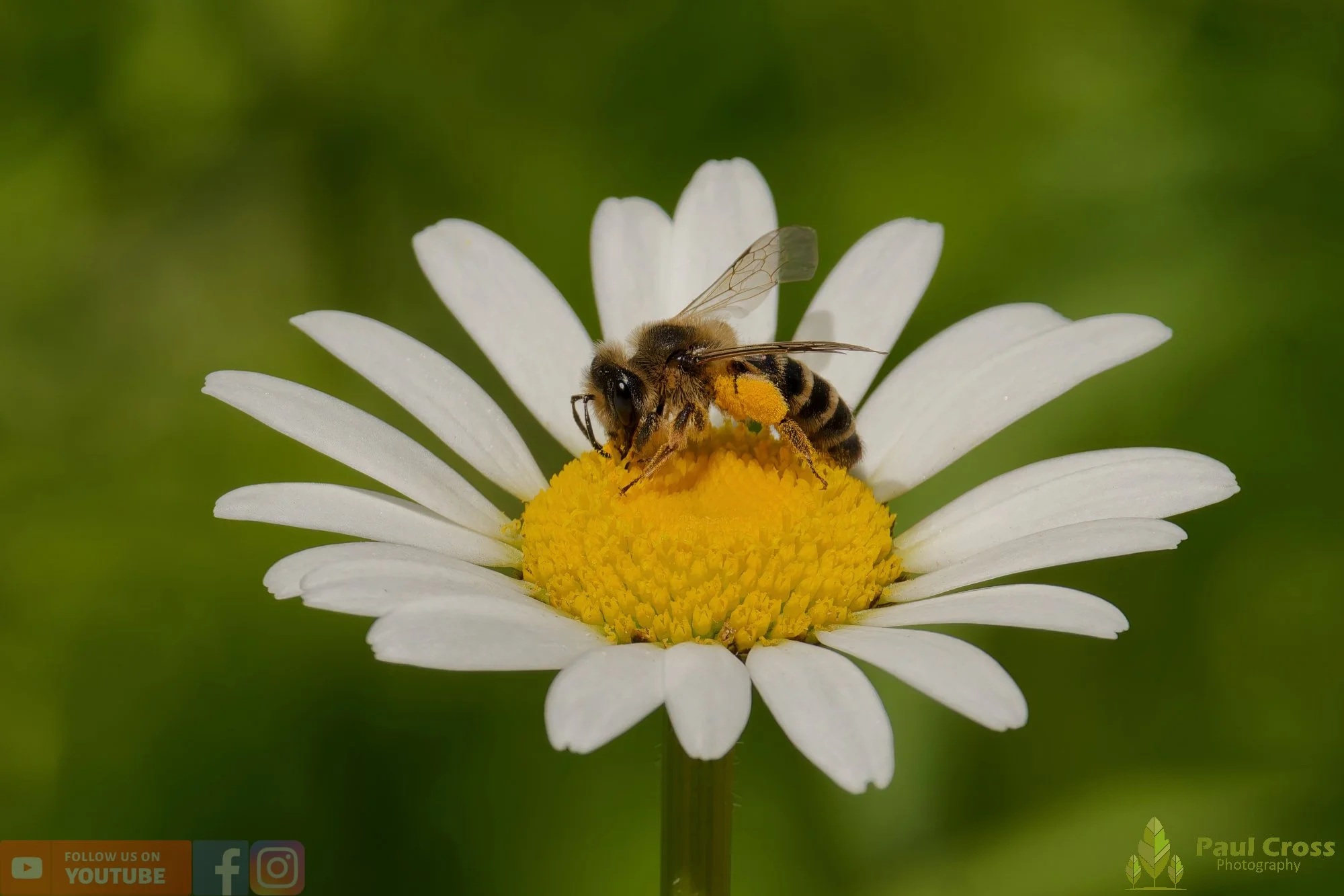 Honey Bee-00076.jpg