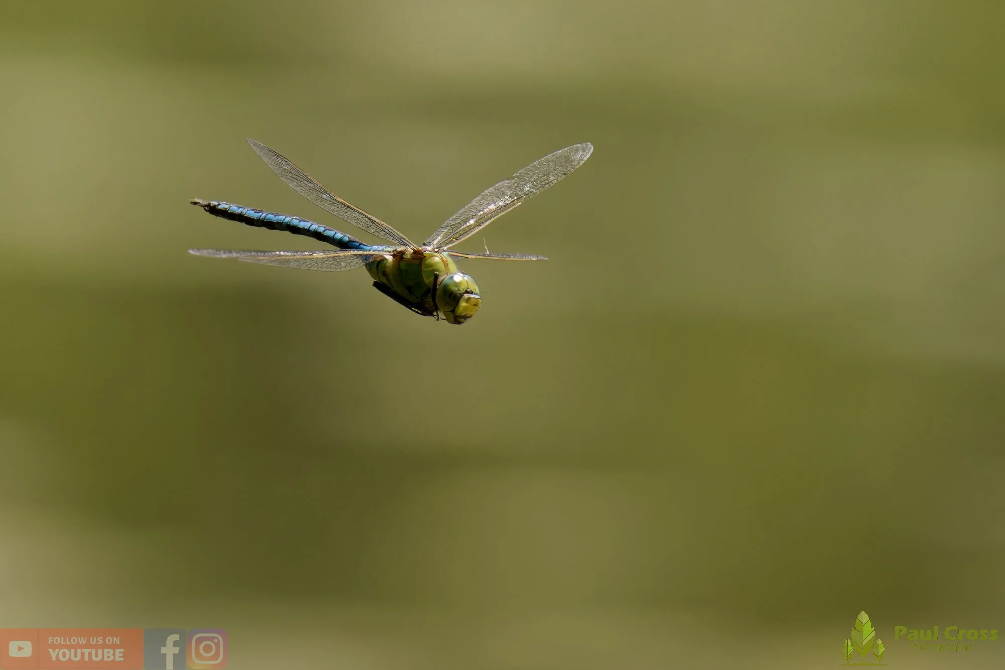 Emperor Dragonfly - Anax Imperator-00028.jpg