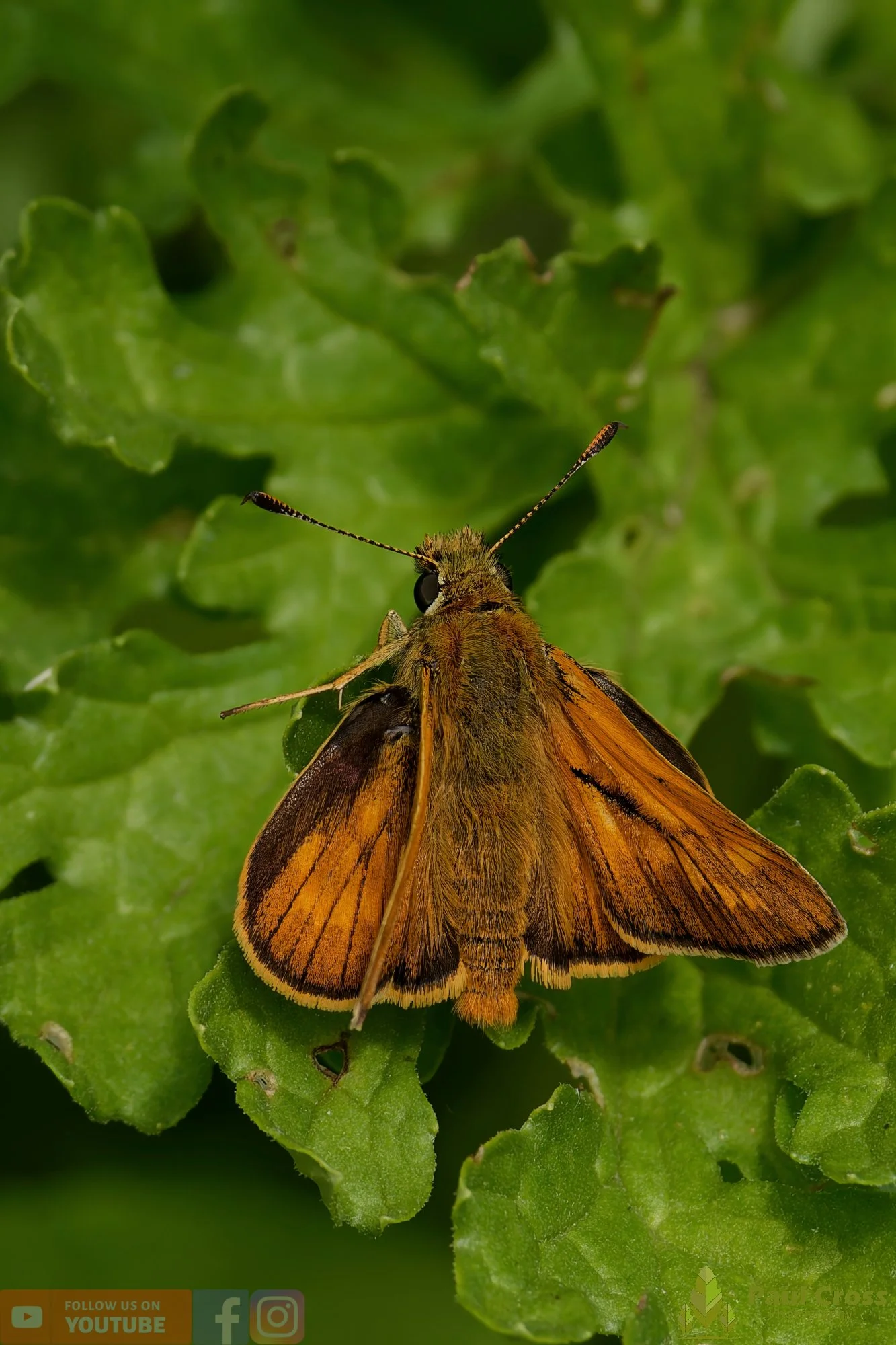 Large Skipper - Ochlodes sylvanus-00005.jpg