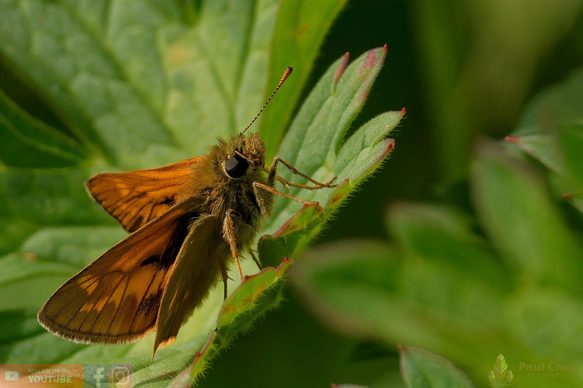 Large Skipper - Ochlodes sylvanus-00006.jpg