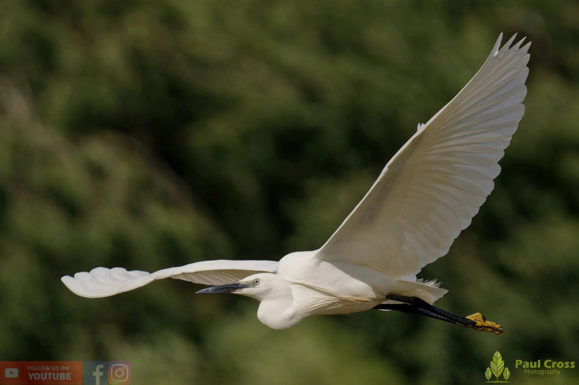 Little Egret-00575.jpg