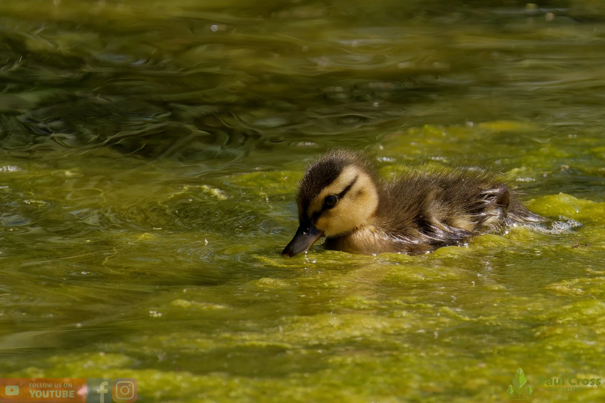Mallard Duck-01282.jpg