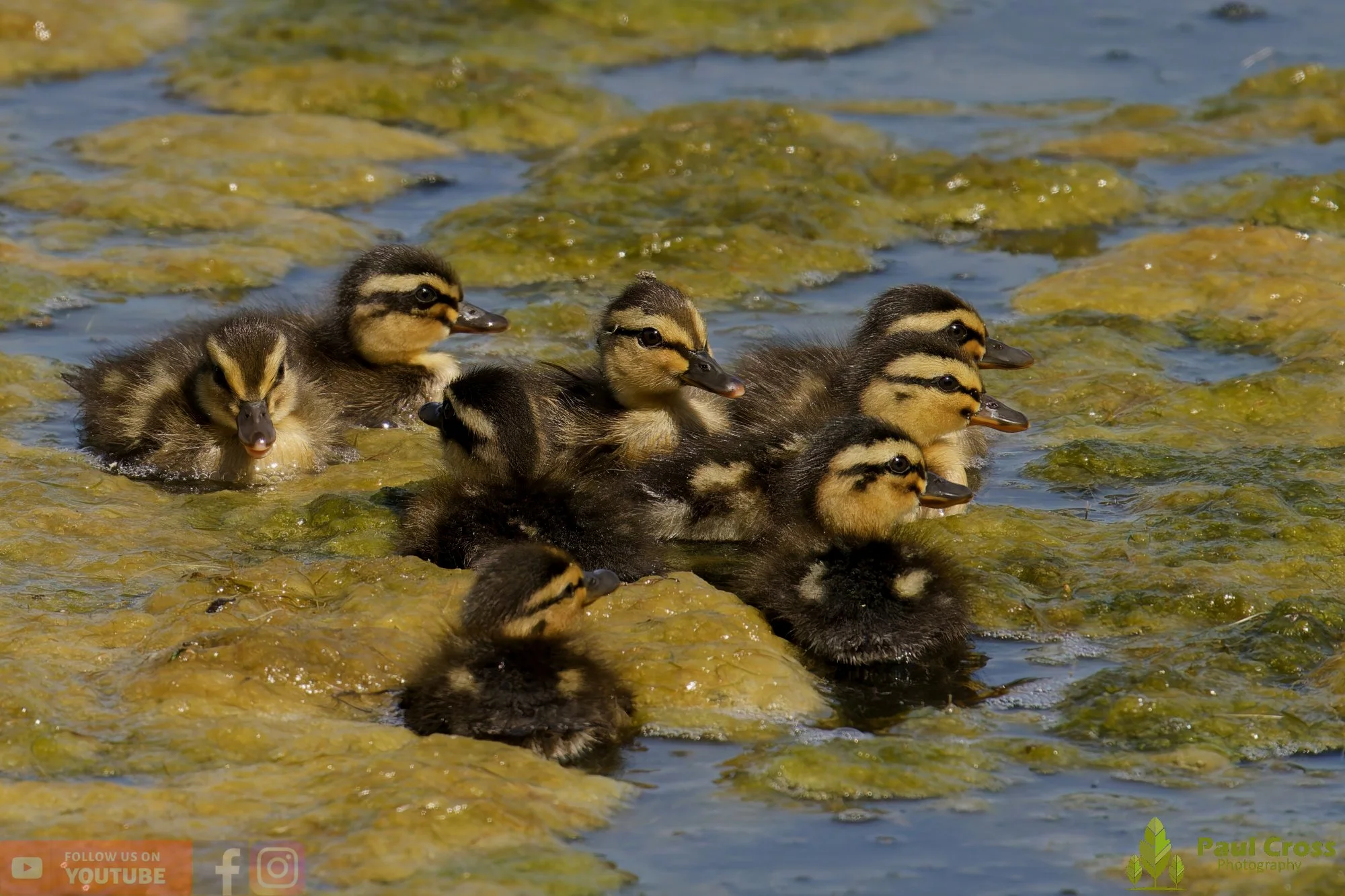Mallard Duck-01283.jpg