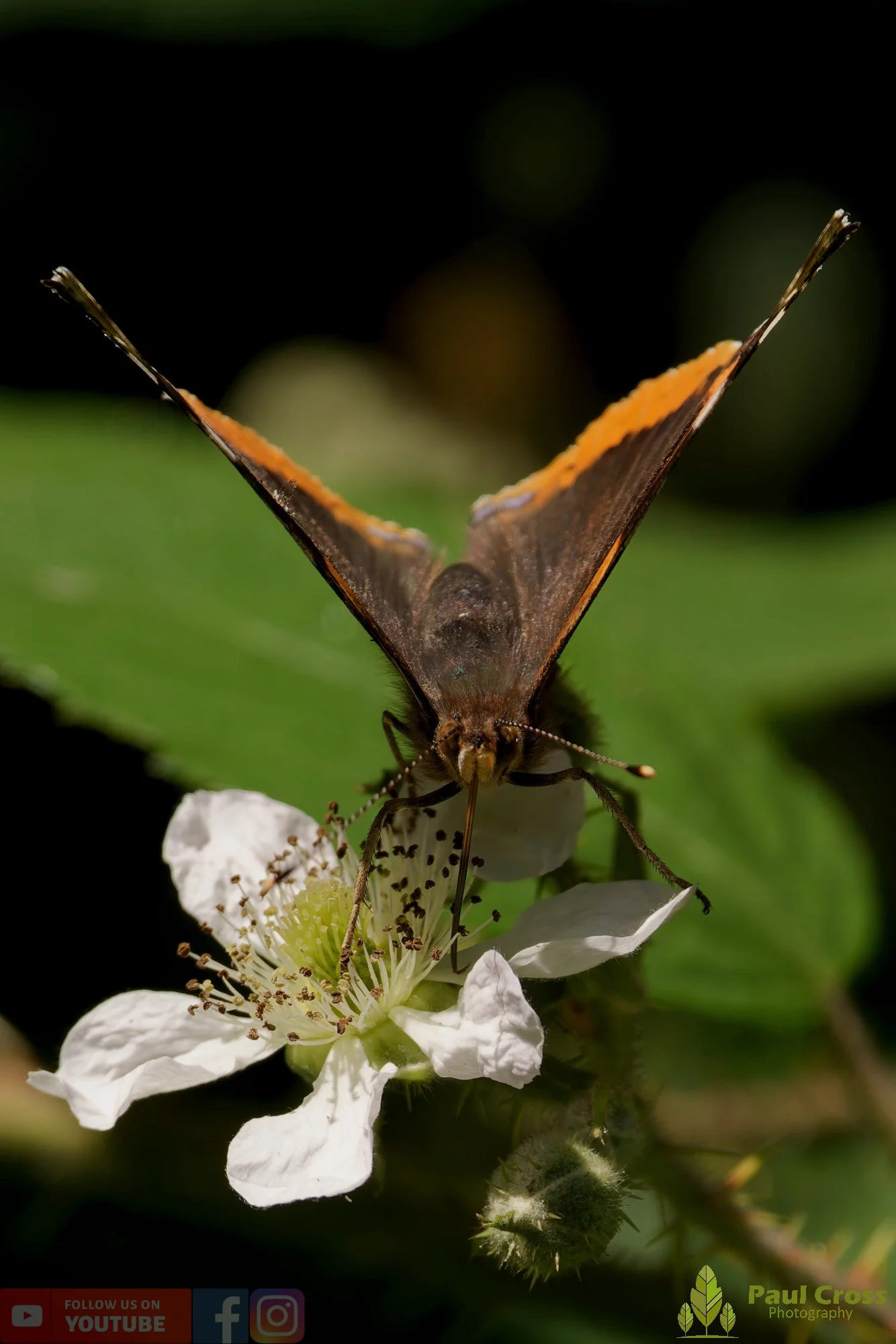 Red Admiral-00014.jpg