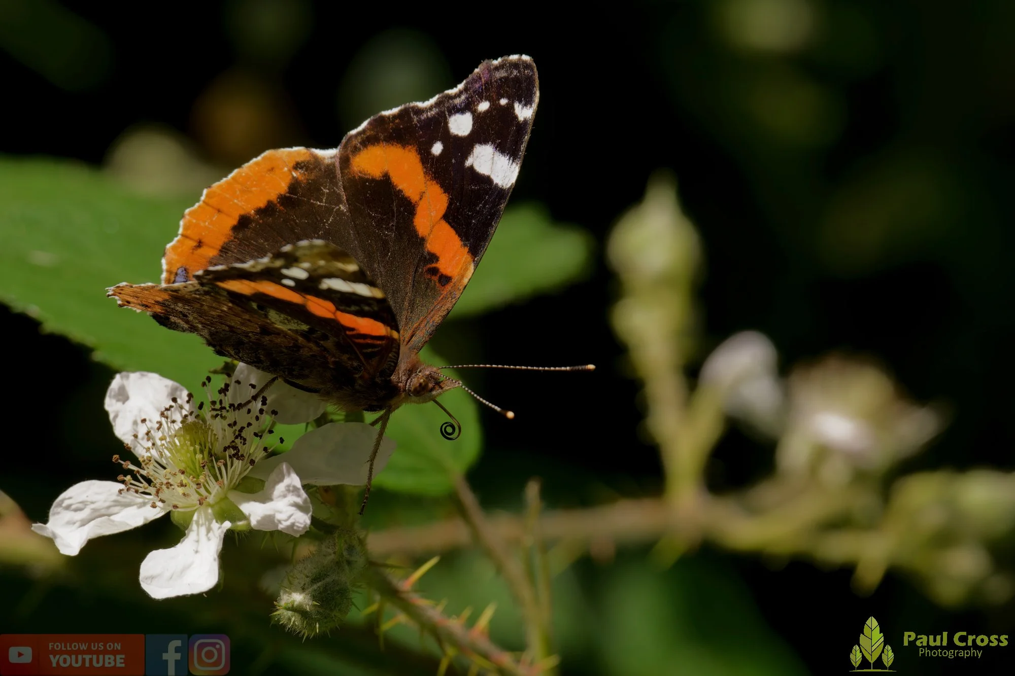 Red Admiral-00016.jpg