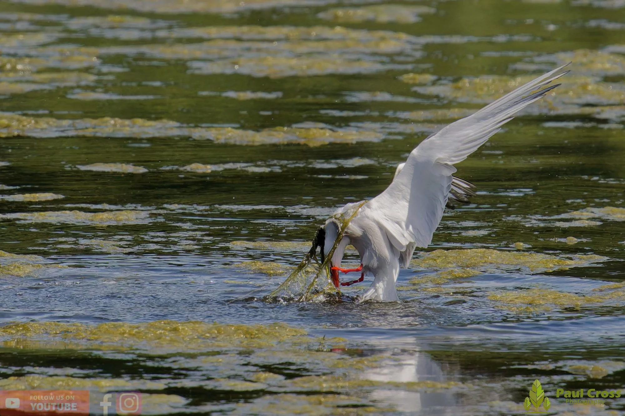 Common Tern-02206.jpg